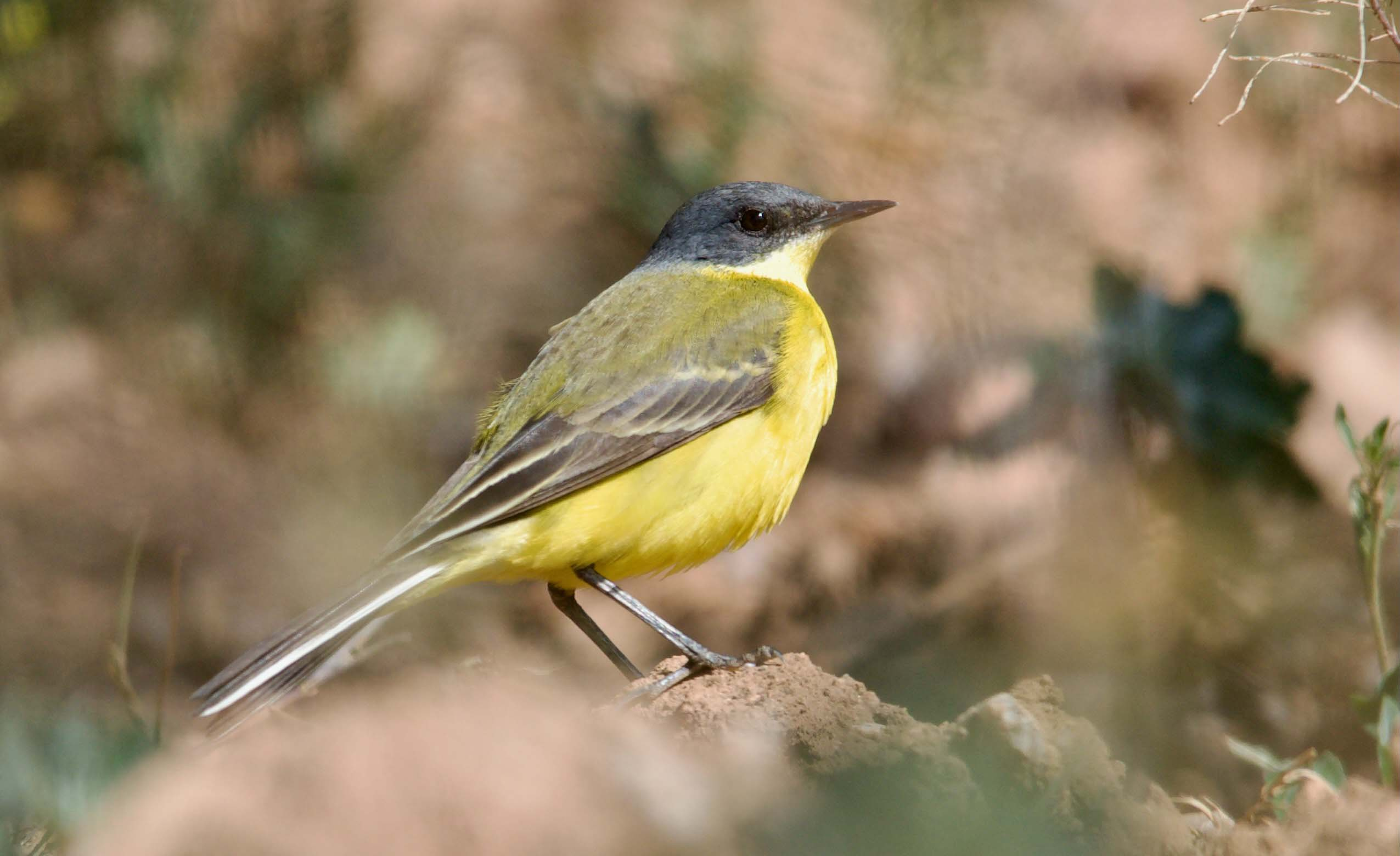 Cuereta-groga-Motacilla-flava-Foto-Xavi-Garcia-4199-3.jpg