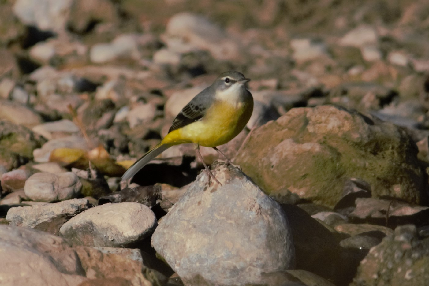 Cuereta-torrentera-01-Motacilla-cinerea-Foto-Xavi-Garcia-4175-3.jpg
