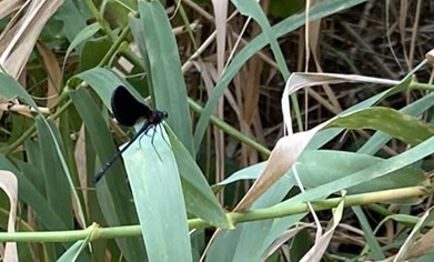 Damisella-endolada-mascle-Calopteryx-haemorrhoidalis-4120-3.jpg