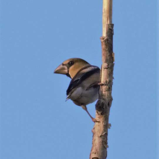 Durbec-Coccothraustes-coccothraustes-Foto-Xavi-Garcia-4207-3.jpg