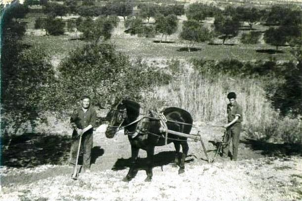EL TREBALL El Joan de cal Sopes llaurant el camp del Joan de cal Castellà.jpg