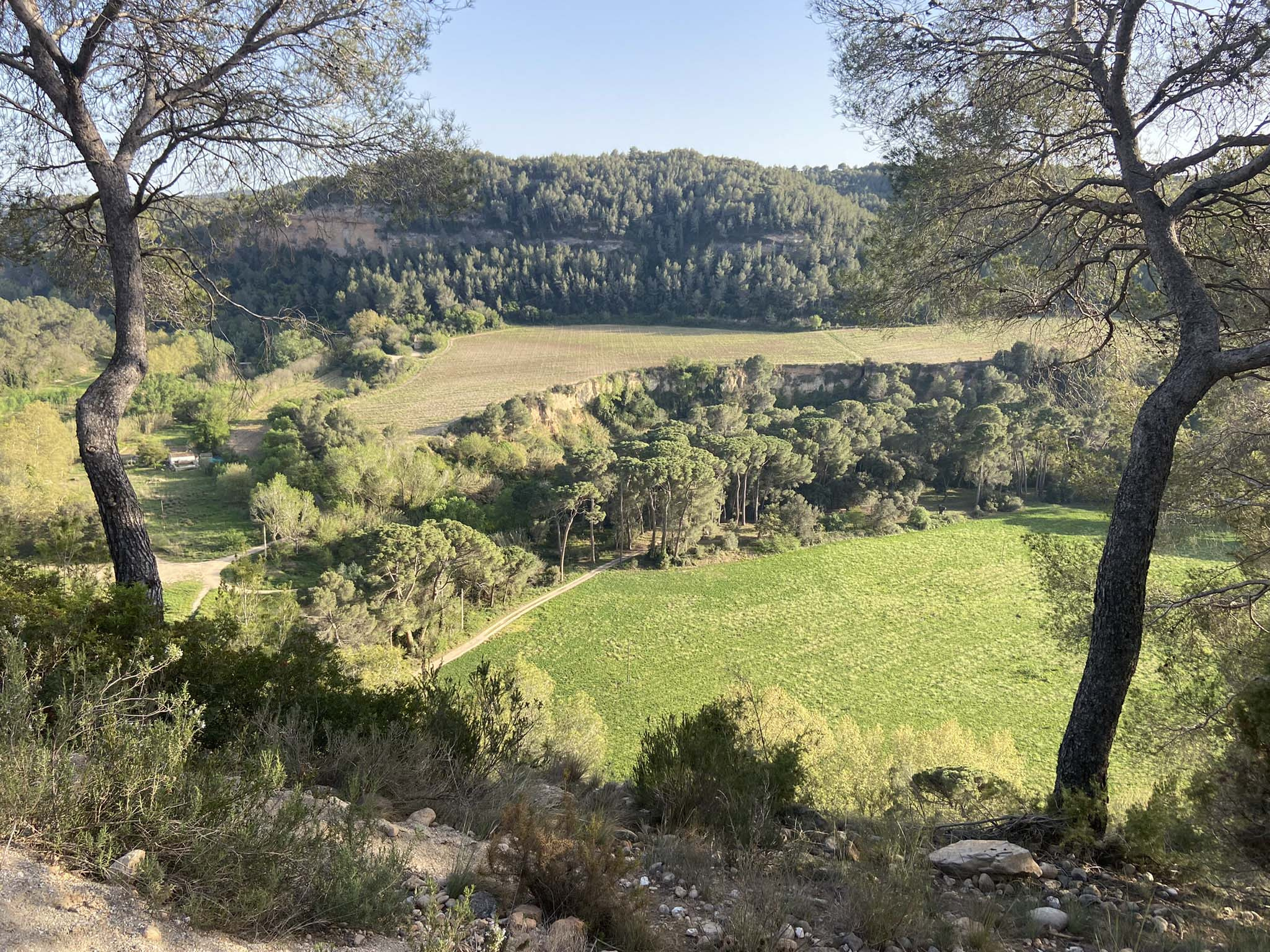 El Bedorc 2020. La Pineda des de la Riba Morella.jpg