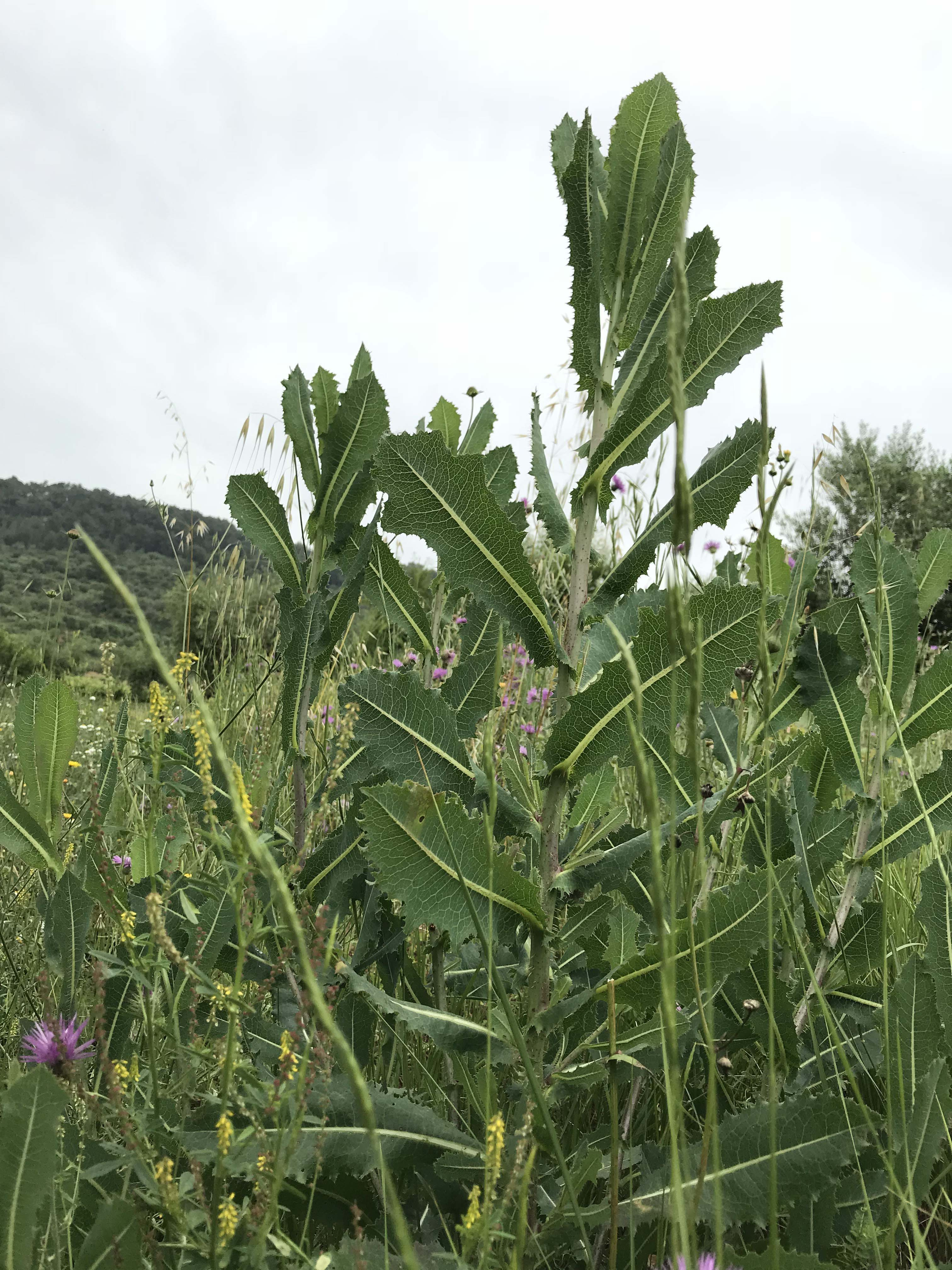 Enciam-bord-Lactuca-serriola-3308-3.JPG