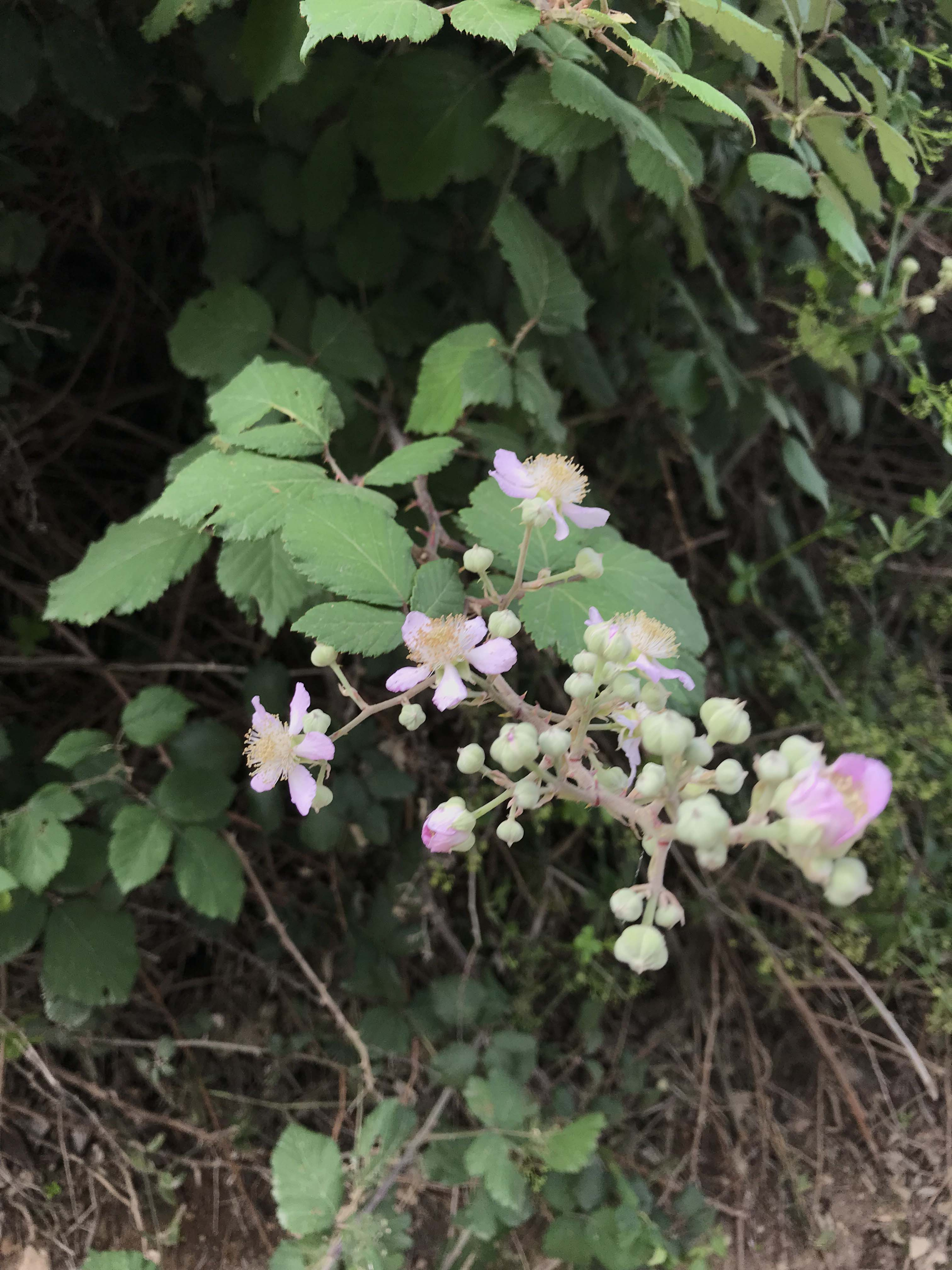 Esbarzer (Rubus ulmifolius) (Flor).JPG