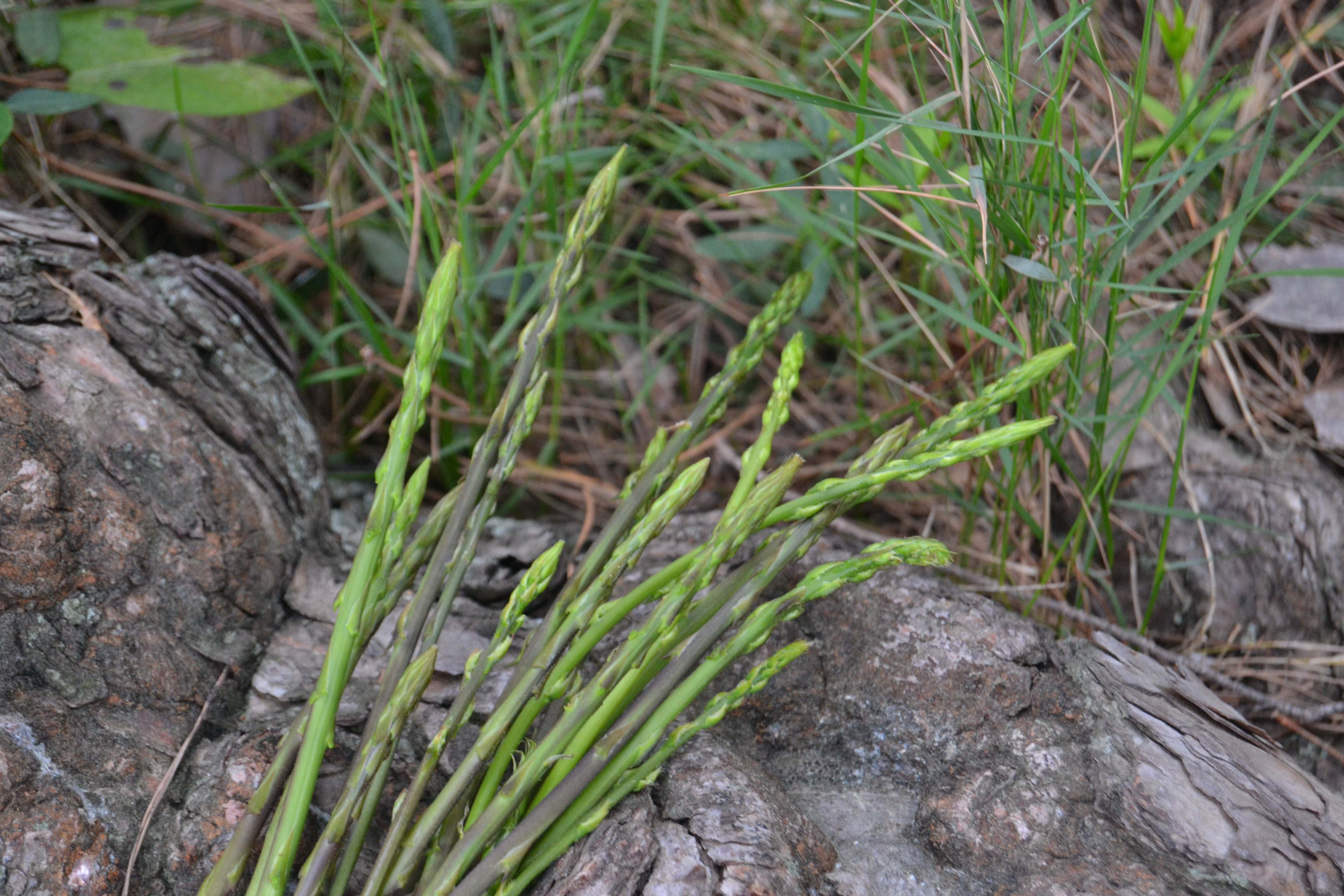 Esparraguera Espàrrec (Asparagus horridus) Foto Sílvia Romeu.JPG