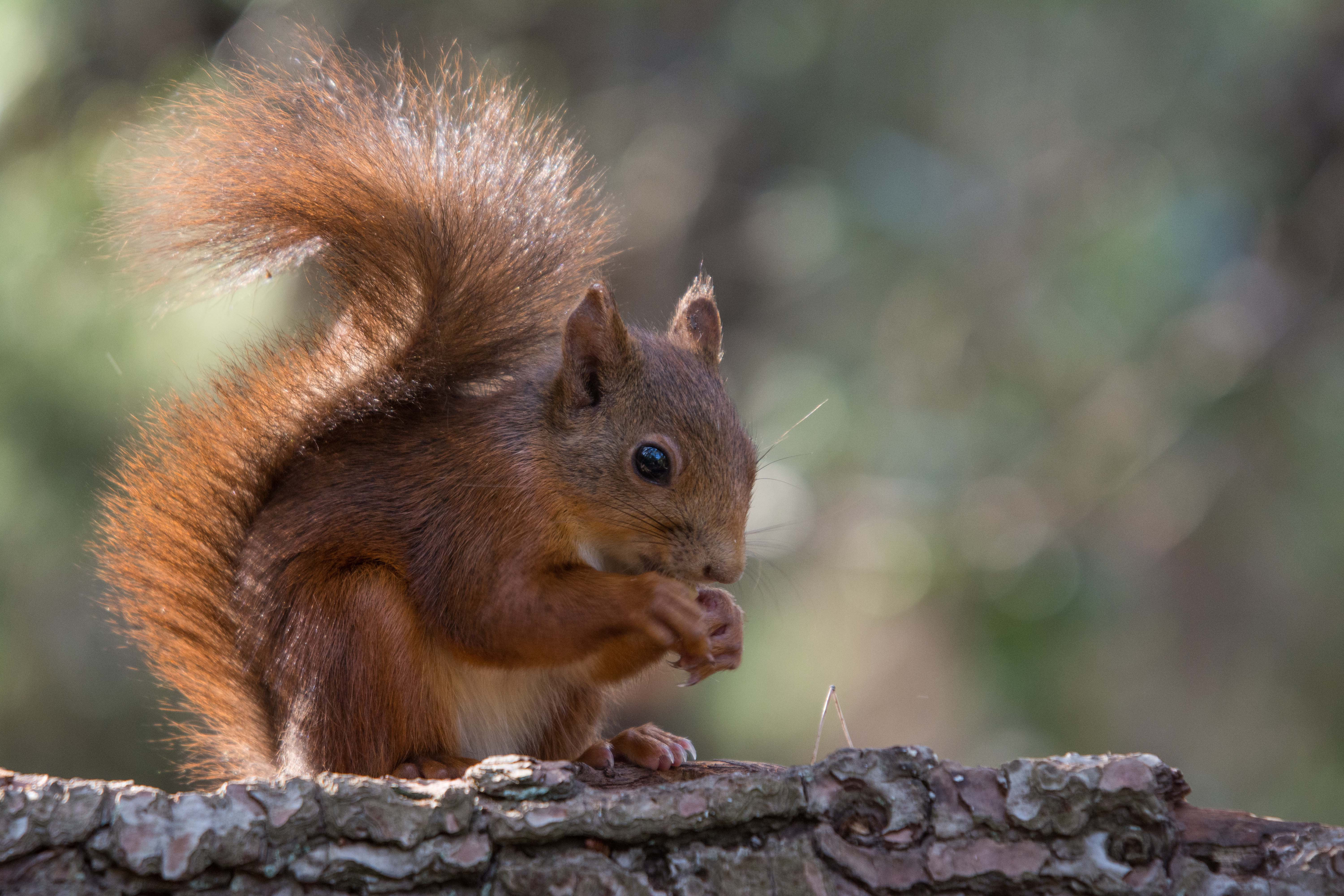 Esquirol-vermell-europeu-01-Sciurus-vulgaris-Foto-Alfons-Guma-3043-3.jpg