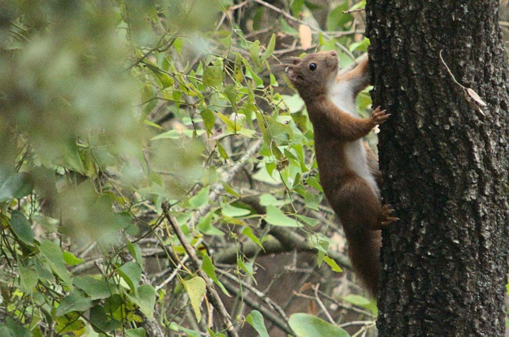 Esquirol vermell europeu 03 (Sciurus vulgaris) Foto Xavi García.jpg