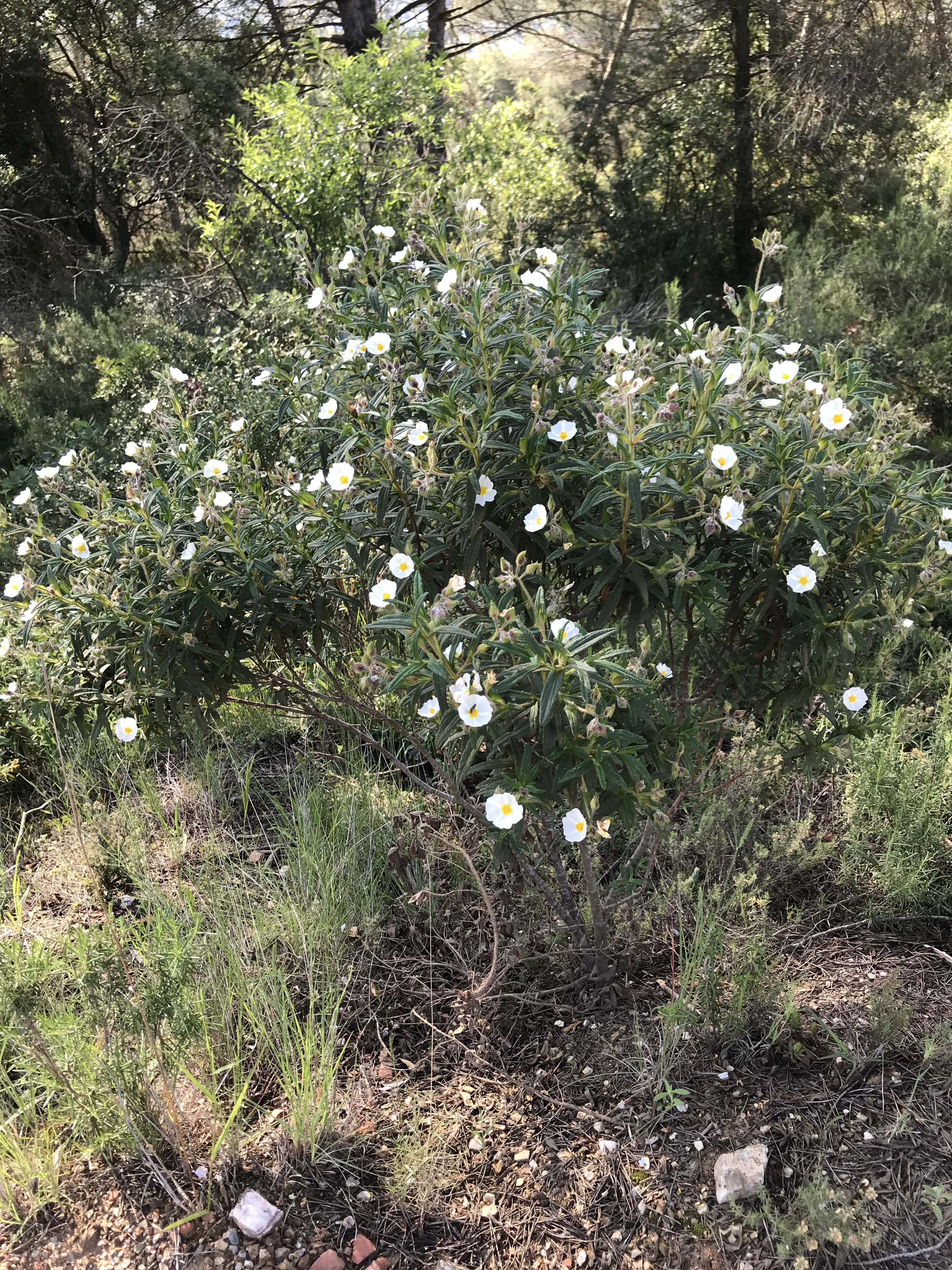 Estepa-ladanifera-Cistus-ladanifer-3302-3.jpg