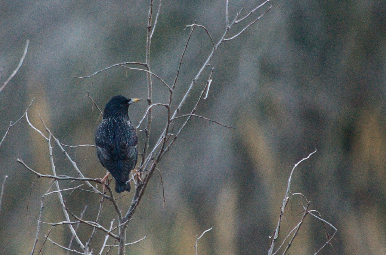 Estornell-01-Sturnus-vulgaris-Foto-Xavi-Garcia-3208-3.jpg