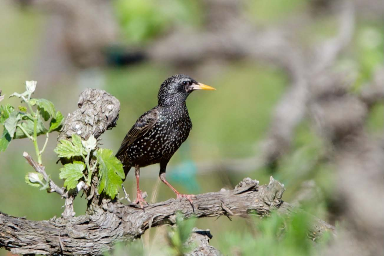 Estornell 03 (Sturnus vulgaris) Foto Xavi García.jpg
