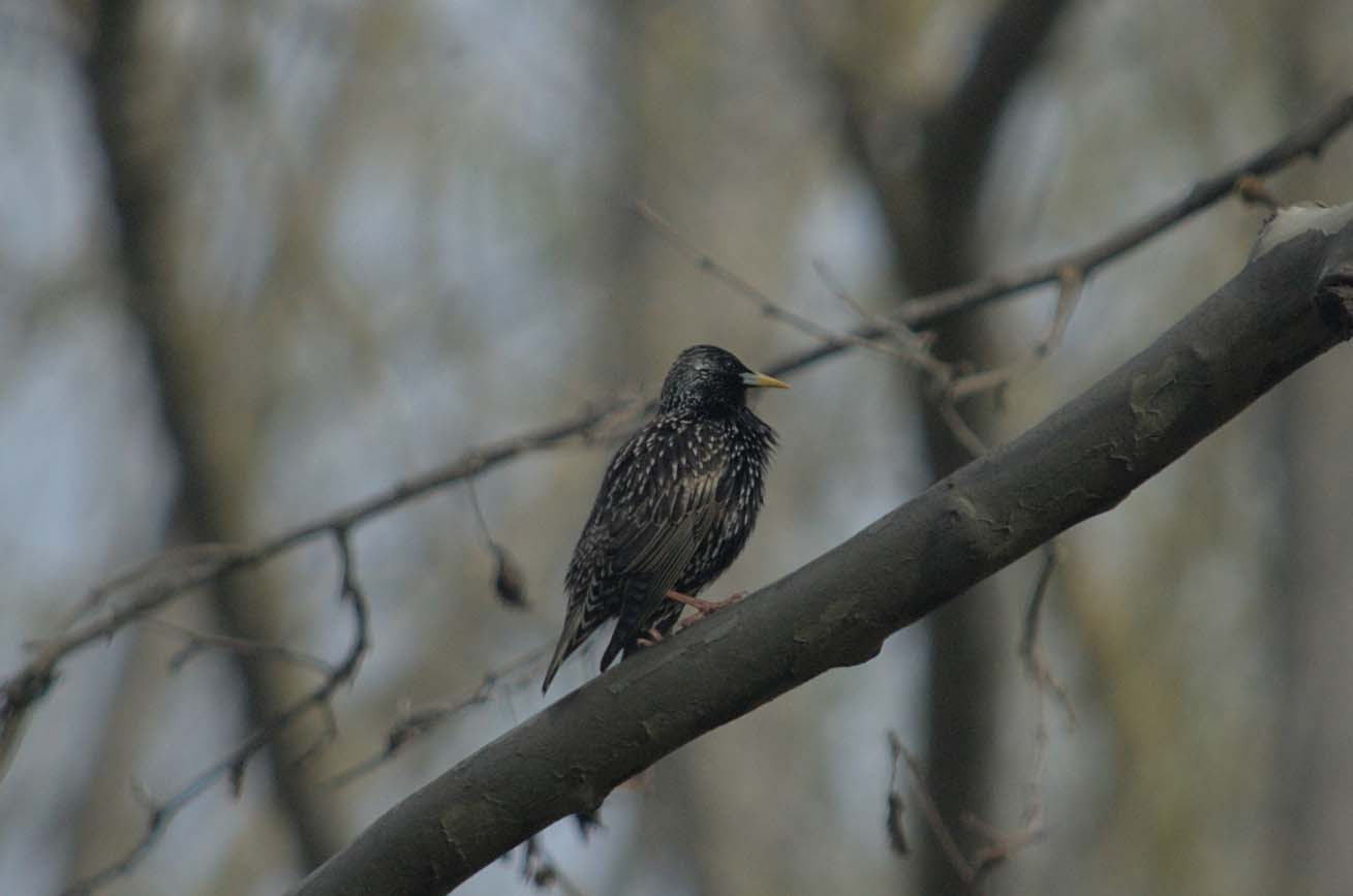 Estornell 04 (Sturnus vulgaris) Foto Xavi García.jpg