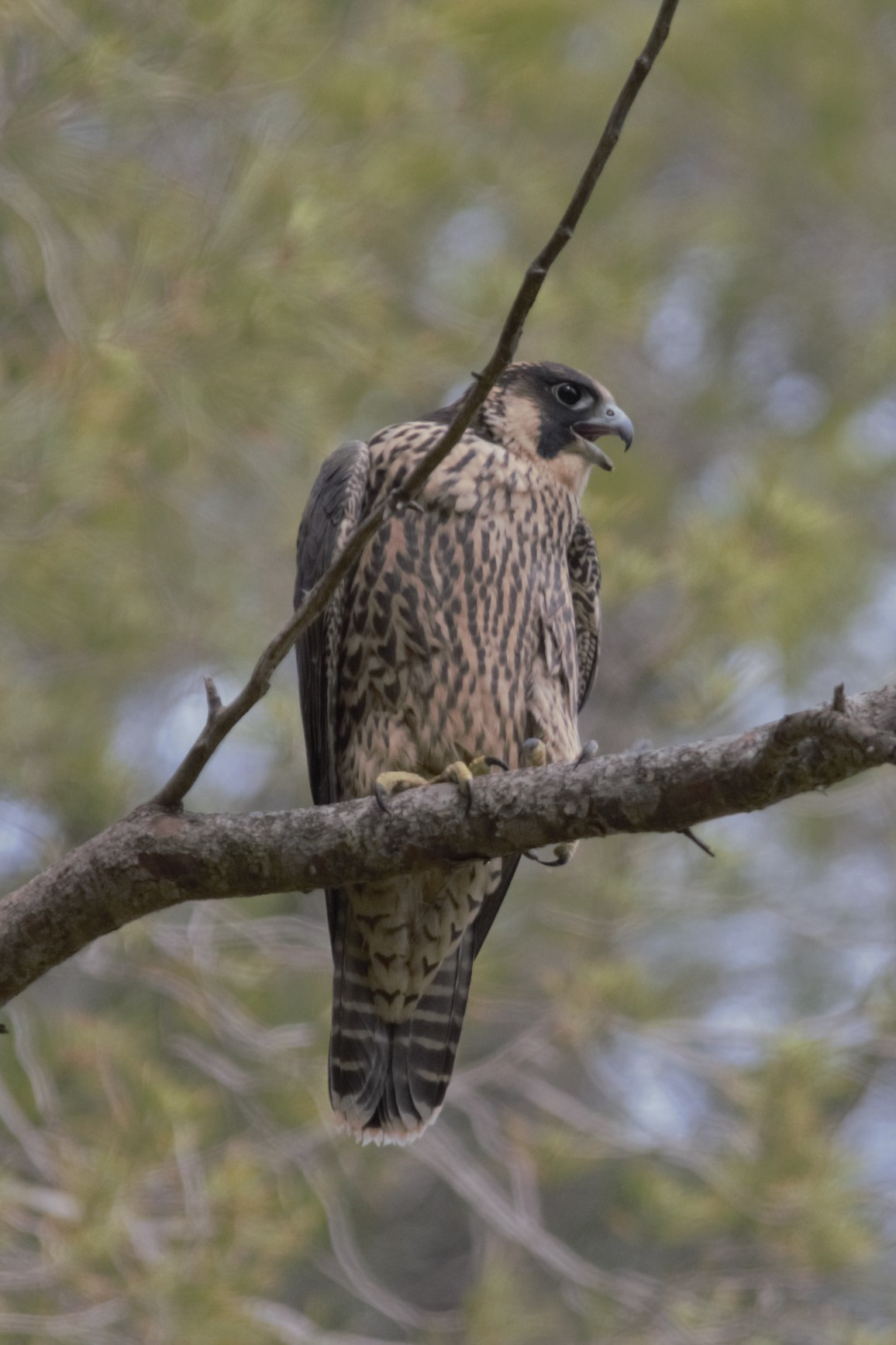 Falco-pelegri-Falco-peregrinus-Foto-Xavi-Garcia-4115-3.jpg