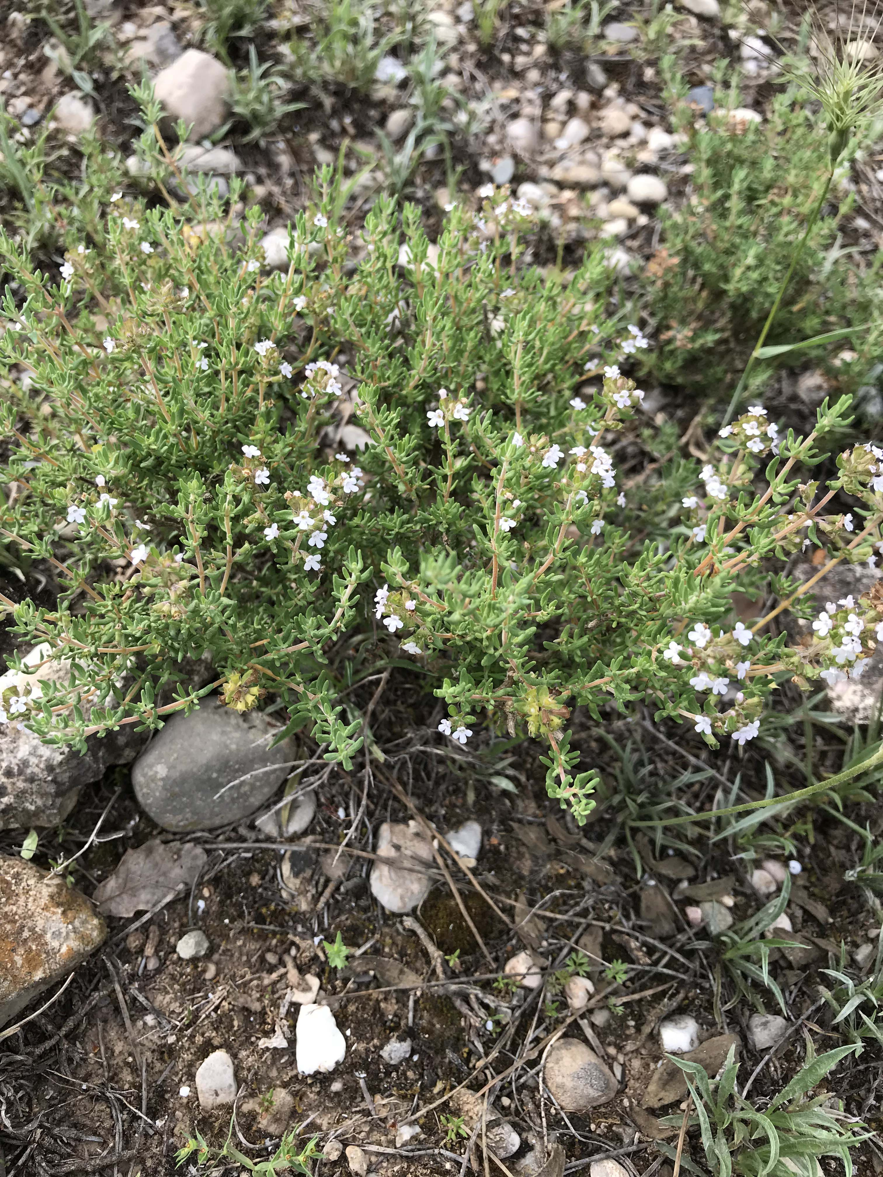 Farigola-Thymus-vulgaris-3270-3.JPG