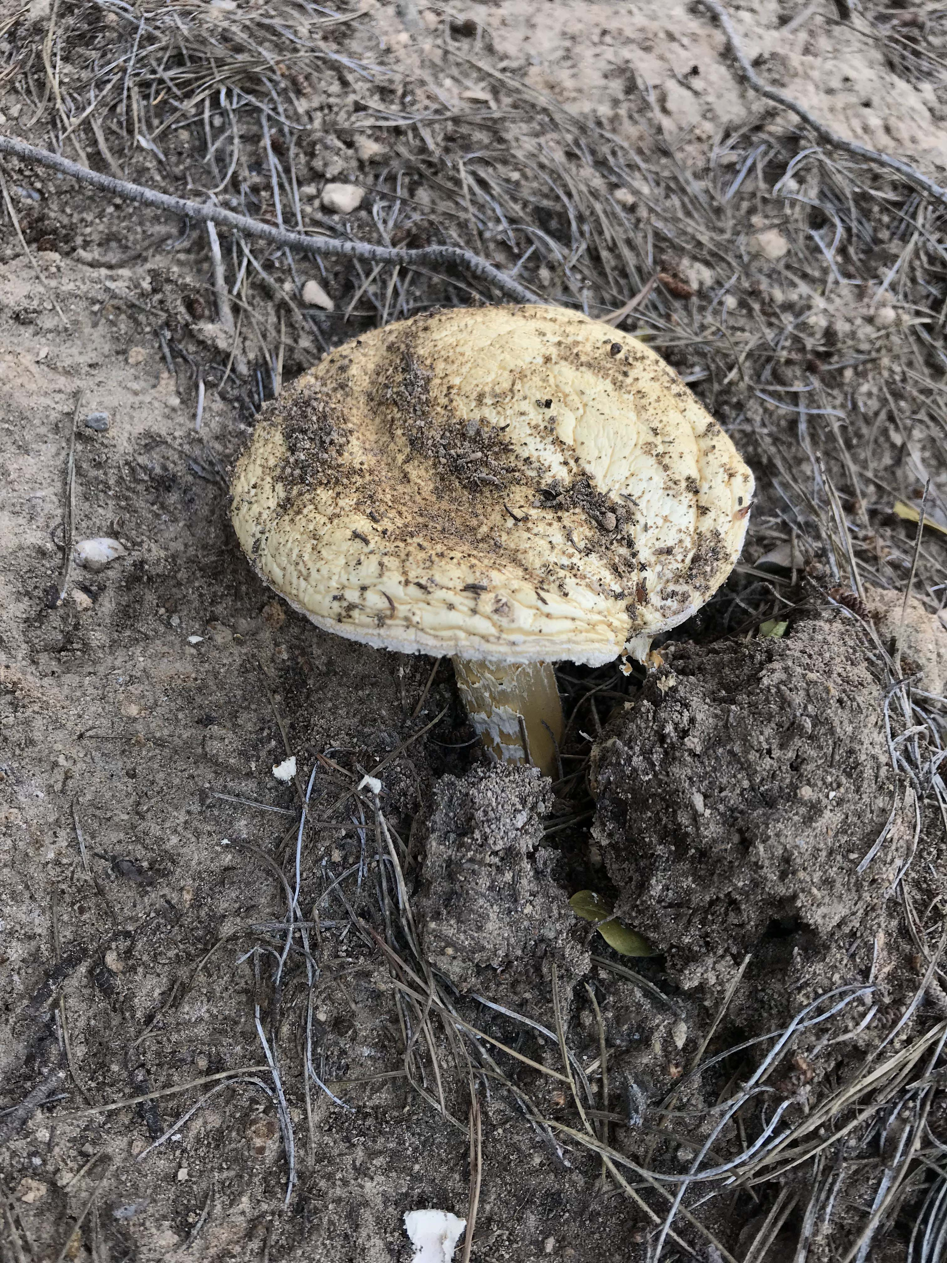 Farinera-borda-Amanita-phalloides-3326-3.JPG