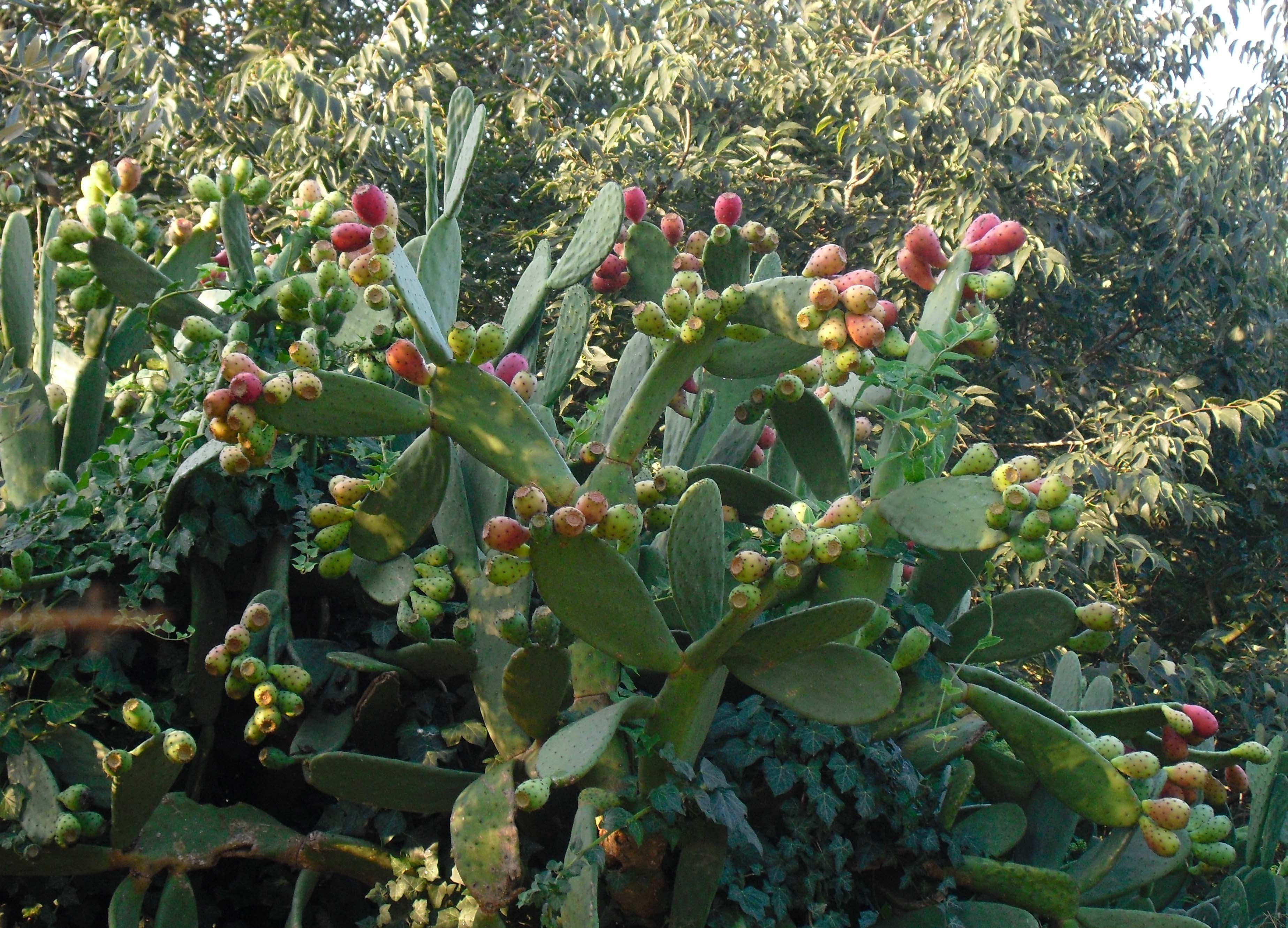 Figuera-de-moro-01-Opuntia-ficus-indica-Foto-Silvia-Romeu-3277-3.JPG