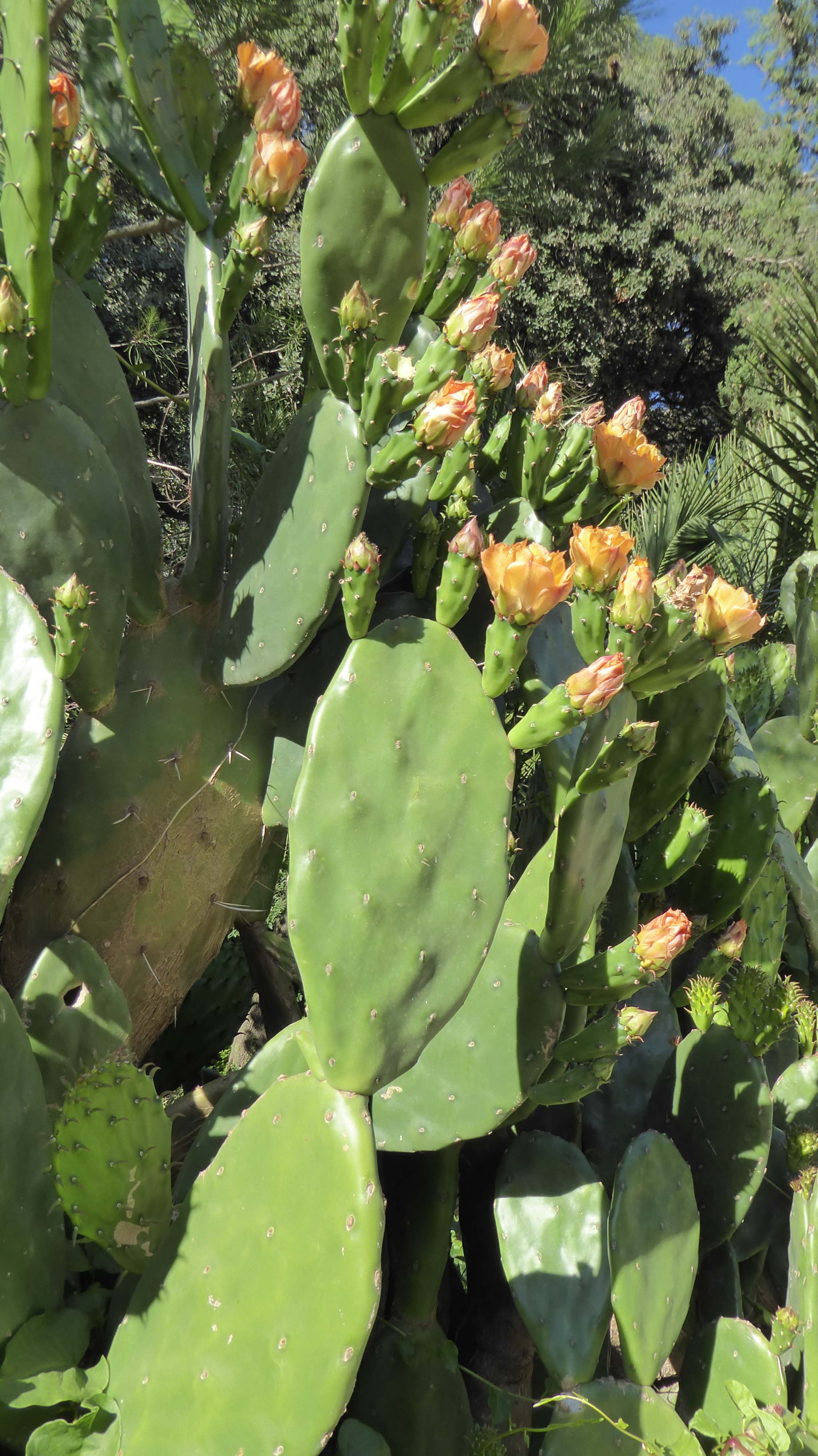 Figuera de moro 02 (Opuntia ficus-indica).JPG