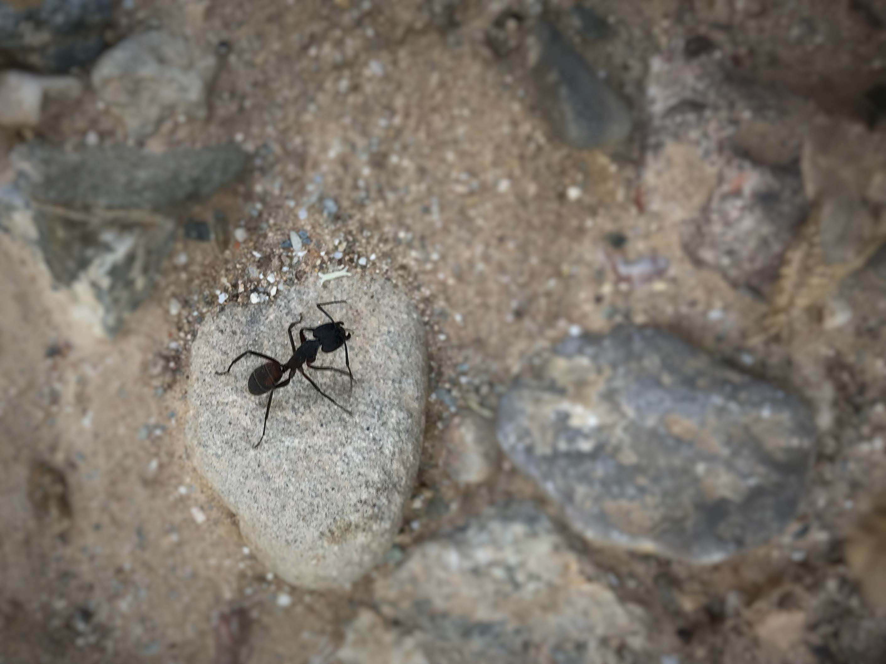 Formiga-Camponotus-pennsylvanicus-3240-3.JPG