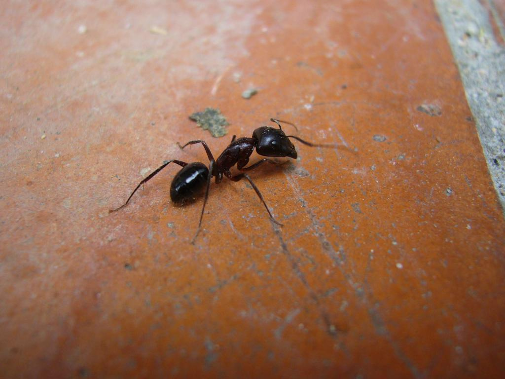 Formiga (Gènere Camponotus) Foto Joan Romeu.jpg