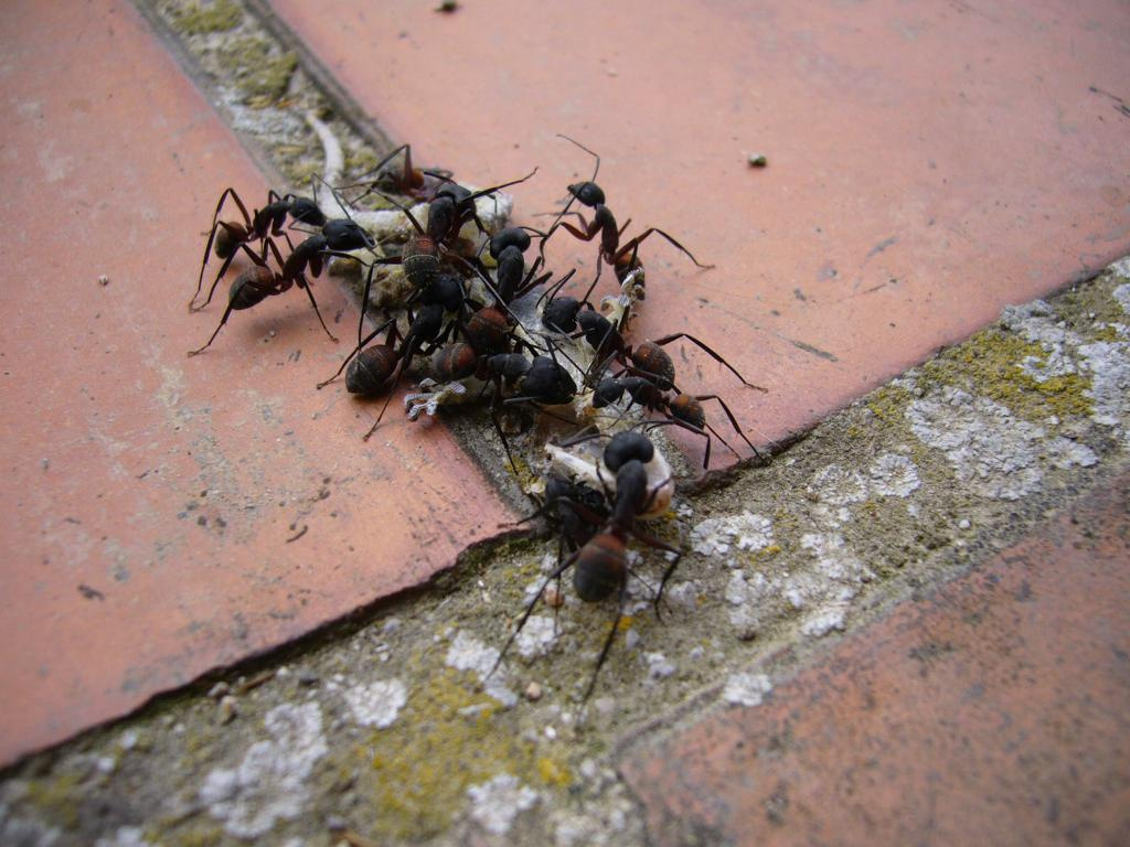 Formigues recolectant un dragó (Camponotus cruentatus) Foto Joan Romeu .jpg