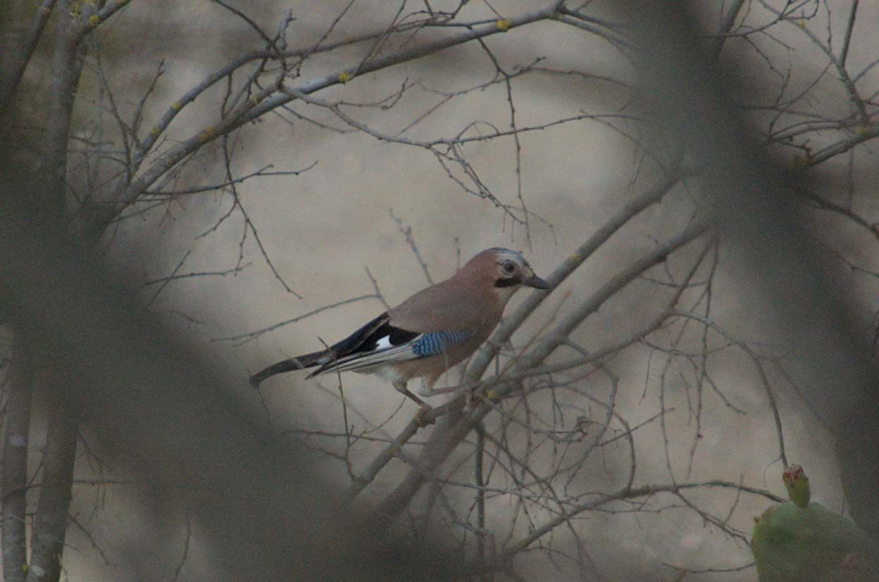 Gaig-01-Garrulus-glandarius-Foto-Xavi-Garcia-3910-3.jpg