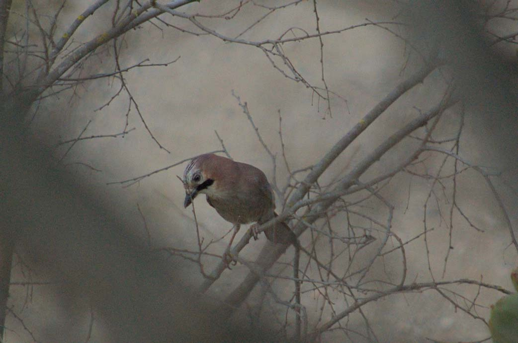 Gaig 02 (Garrulus glandarius) Foto Xavi García.jpg