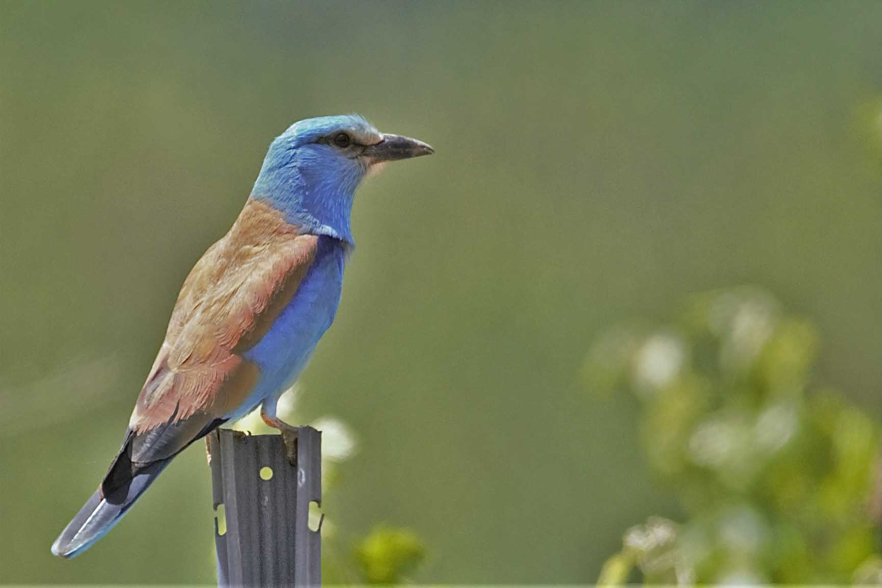 Gaig-blau-01-Coracias-garrulus-Foto-Xavi-Garcia-4194-3.jpg