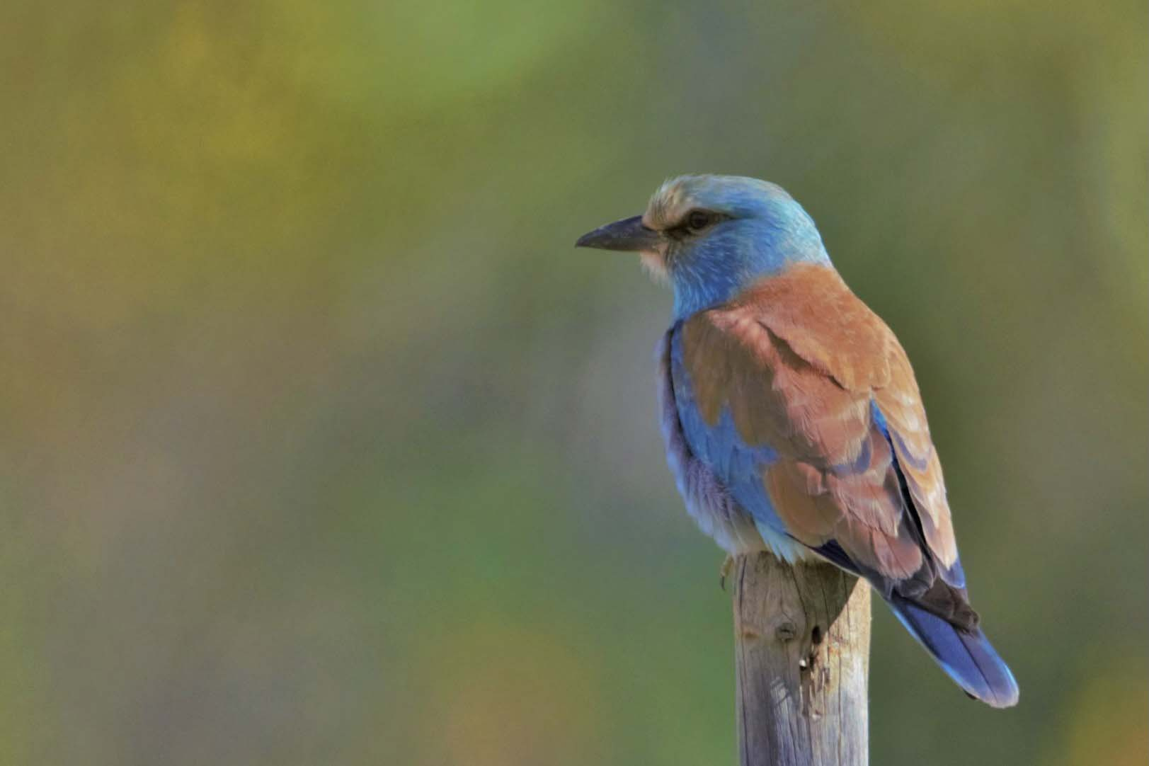 Gaig blau 02 (Coracias garrulus) Foto Xavi García.jpg