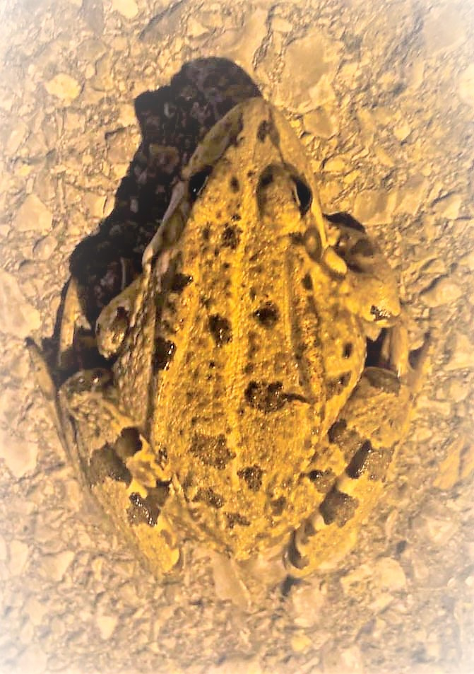 Granota vulgar 02 (Pelophylax ridibundus) Foto Xavi Gabarró.jpg