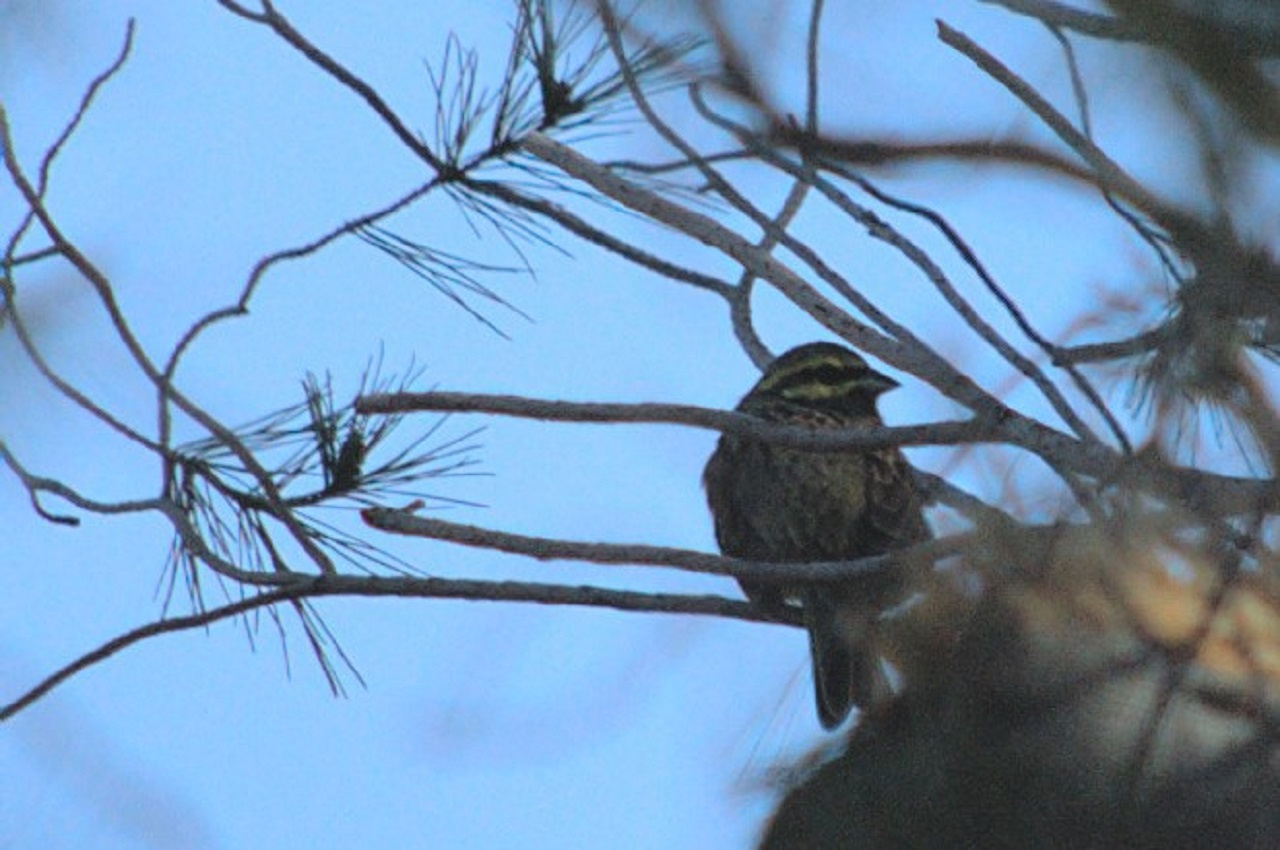 Gratapalles-01-Emberiza-cirlus-Foto-Xavi-Garcia-3210-3.jpg