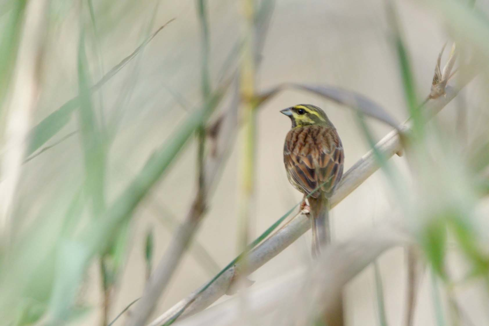 Gratapalles 02 (Emberiza cirlus) Foto Xavi García.jpg