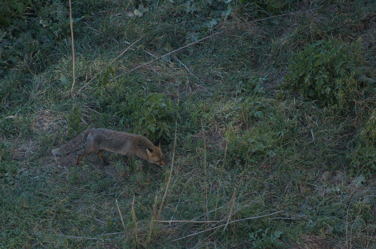 Guineu roja (Vulpes vulpes) 01 Foto Xavi García.jpg