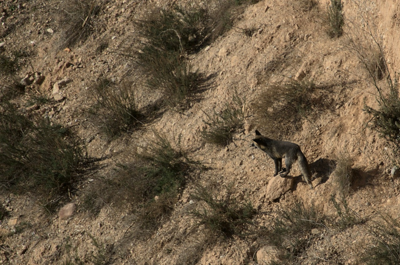 Guineu-roja-Vulpes-vulpes-02-Foto-Xavi-Garcia-3195-3.jpg