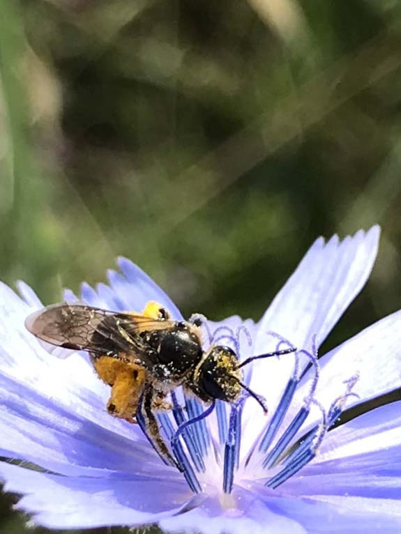 Halictus-ligatus-3244-3.JPG