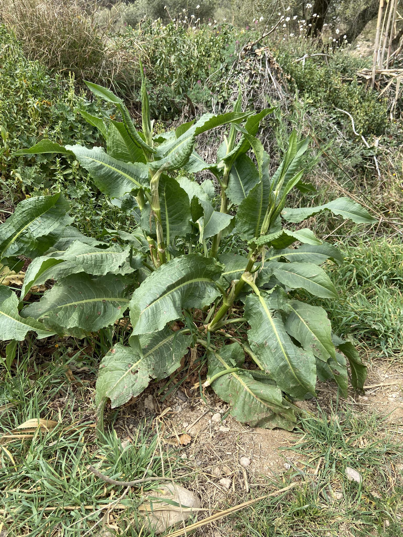 Herba-de-la-paciencia-Rumex-patientia-3574-3.jpg