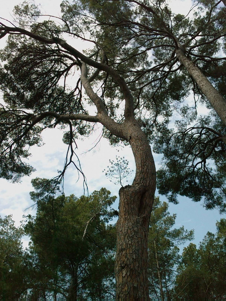 La Pineda Detall d'un pi fent de branca..jpg