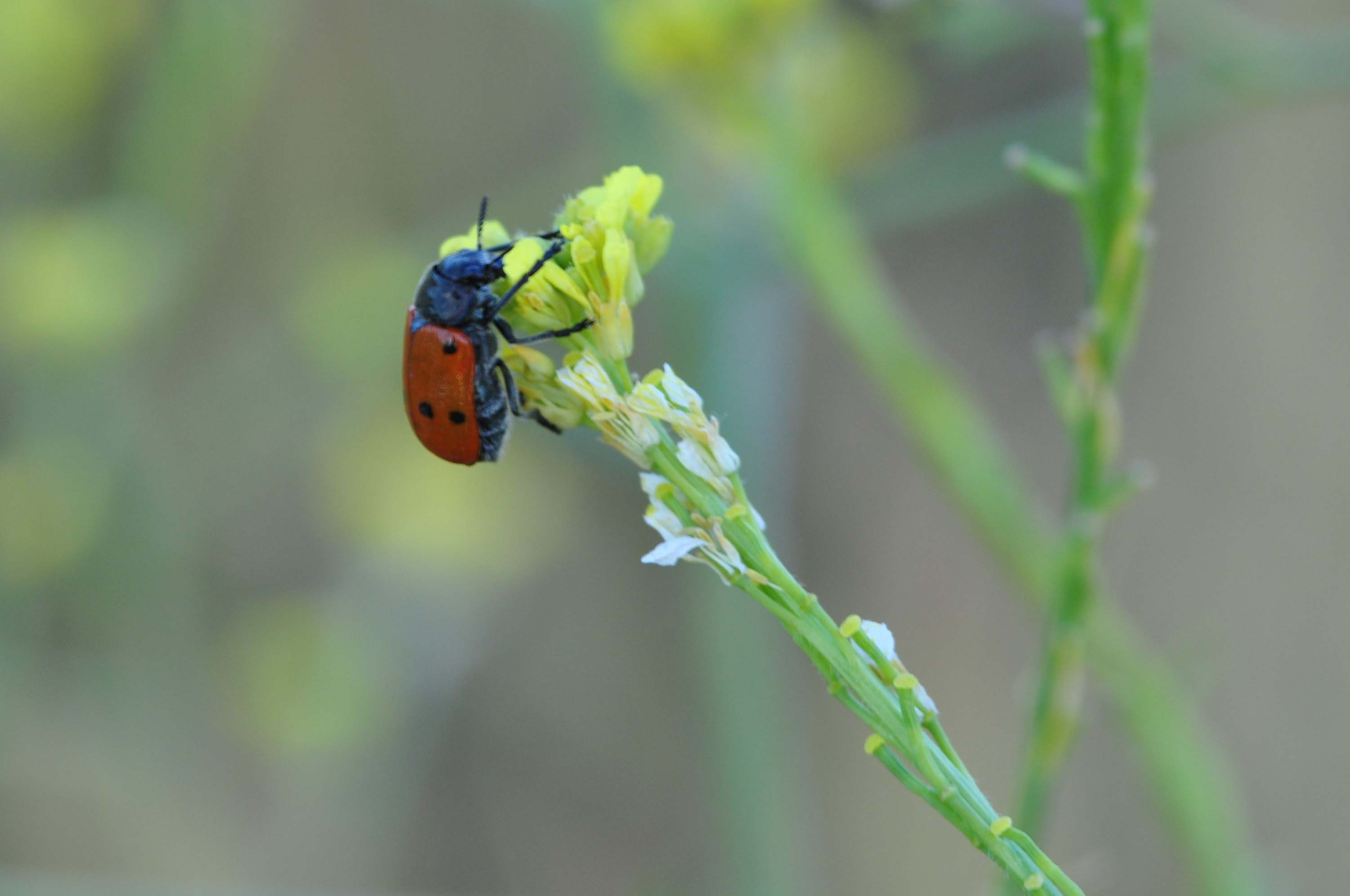 Lachnaia-pubescens-01-4241-3.JPG
