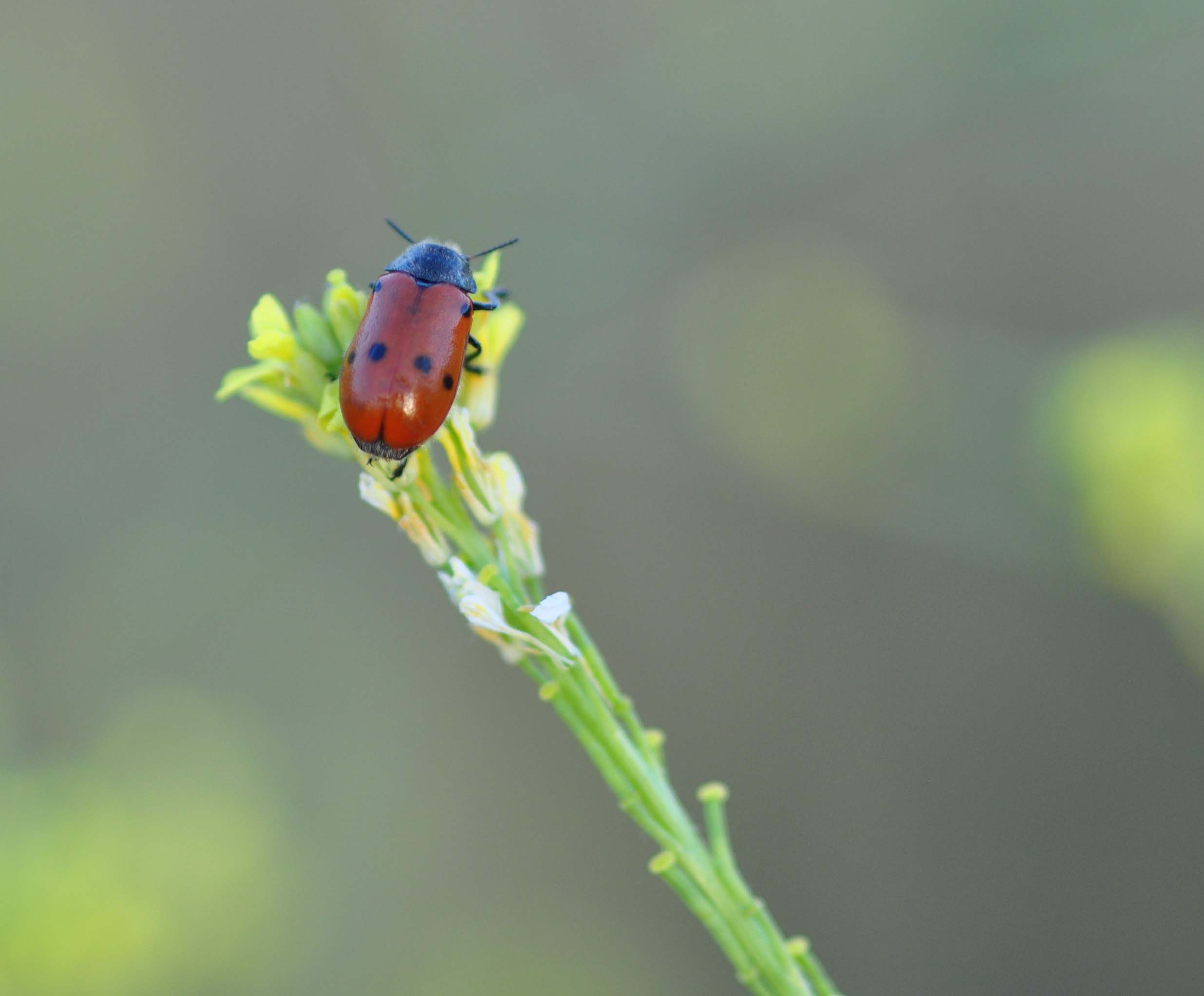 Lachnaia pubescens 02.JPG
