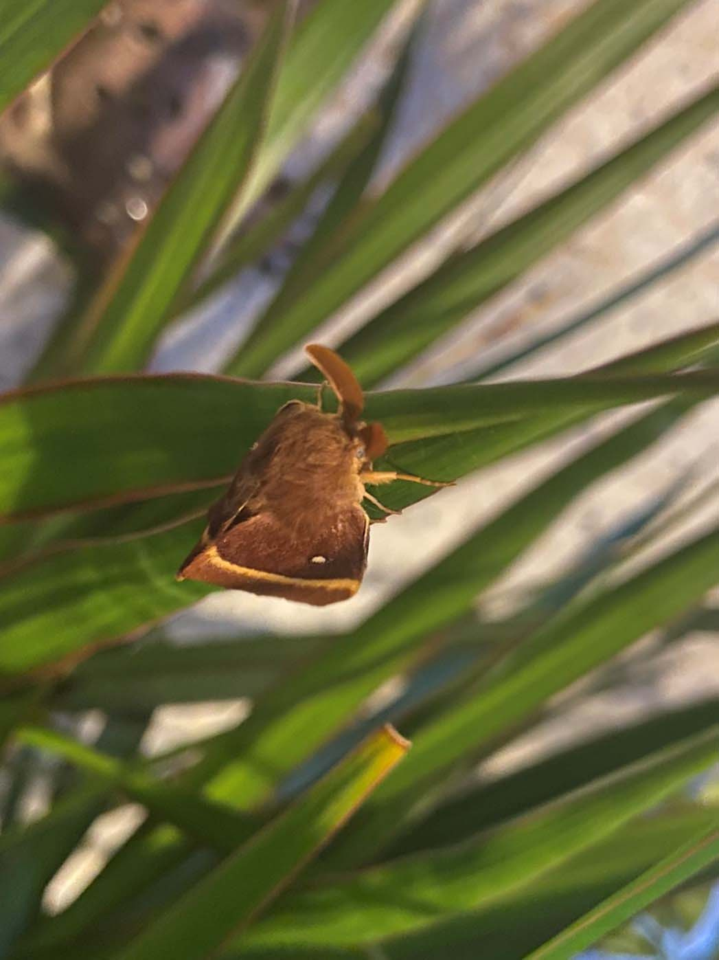 Lasiocampa-quercus-4247-3.jpg