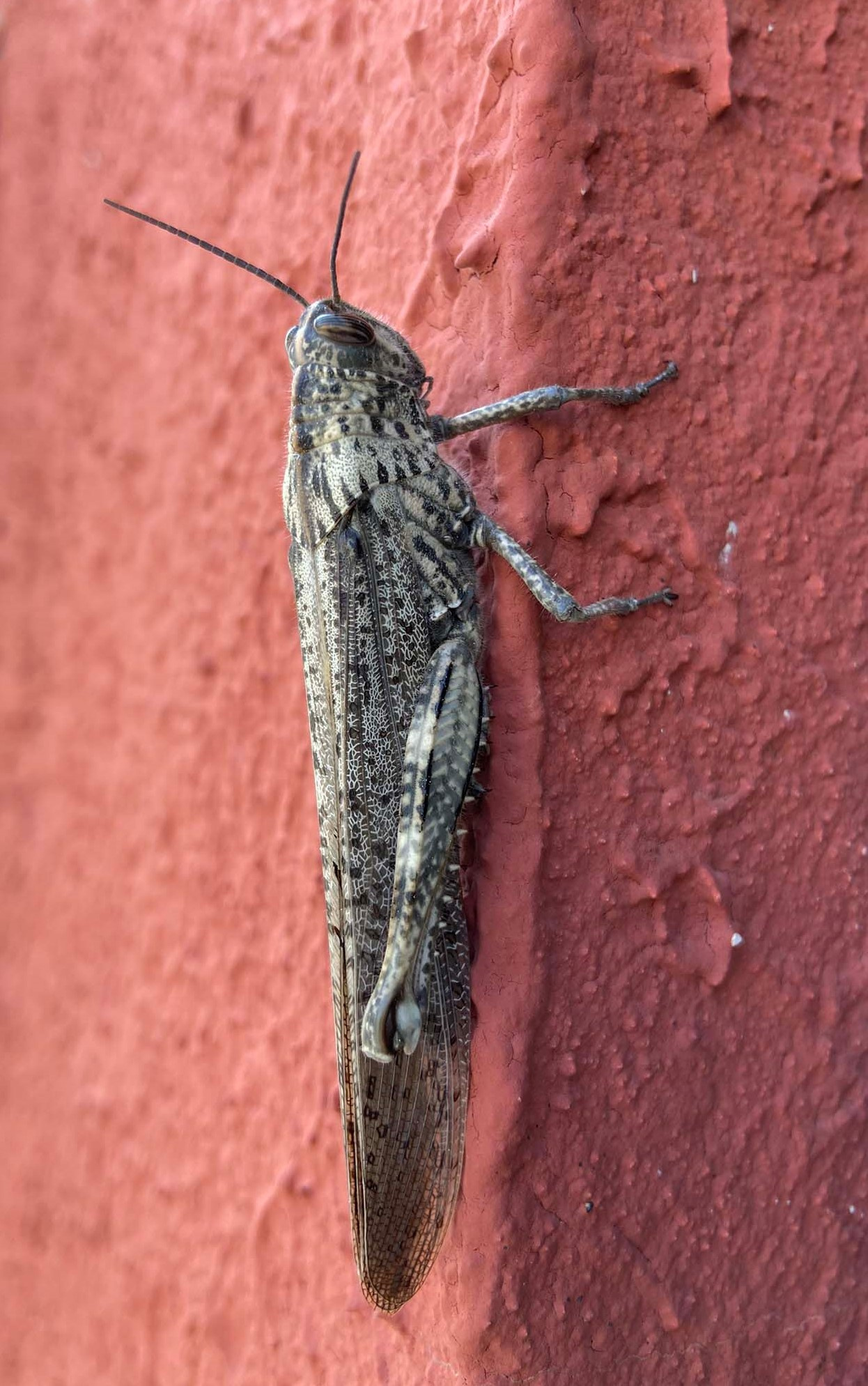 Llagosta-Anacridium-aegyptium-4248-3.jpg