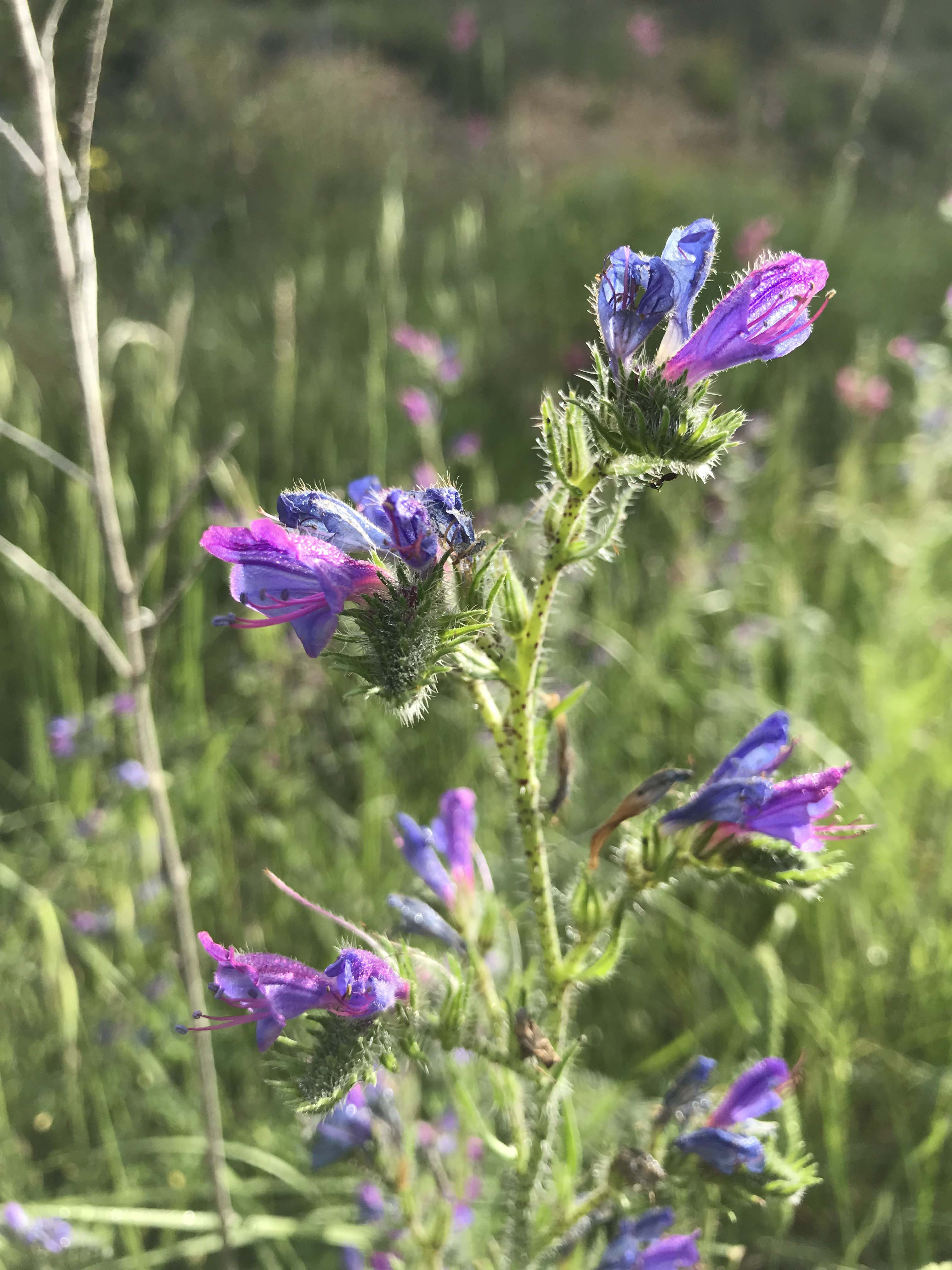 Llengua-de-bou-Echium-vulgare-3310-3.JPG