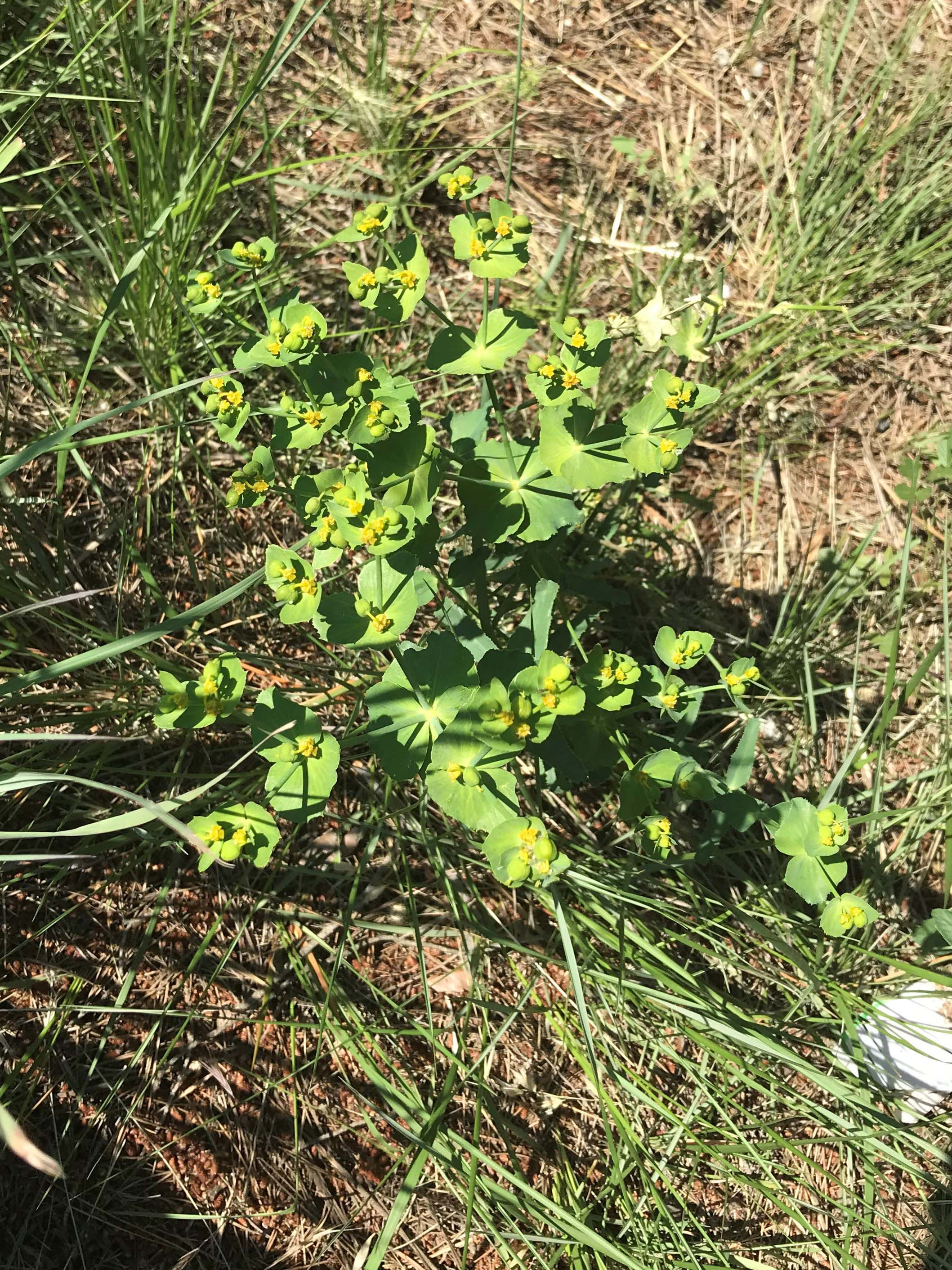 Lleteresa-Euphorbia-segetalis-3312-3.JPG