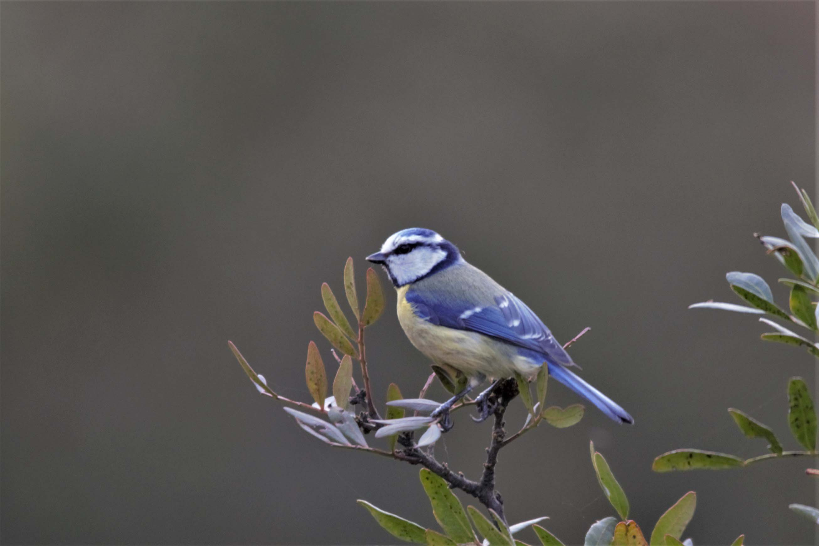 Mallerenga blava 02 (Parus caeruleus) Foto Xavi García.jpg