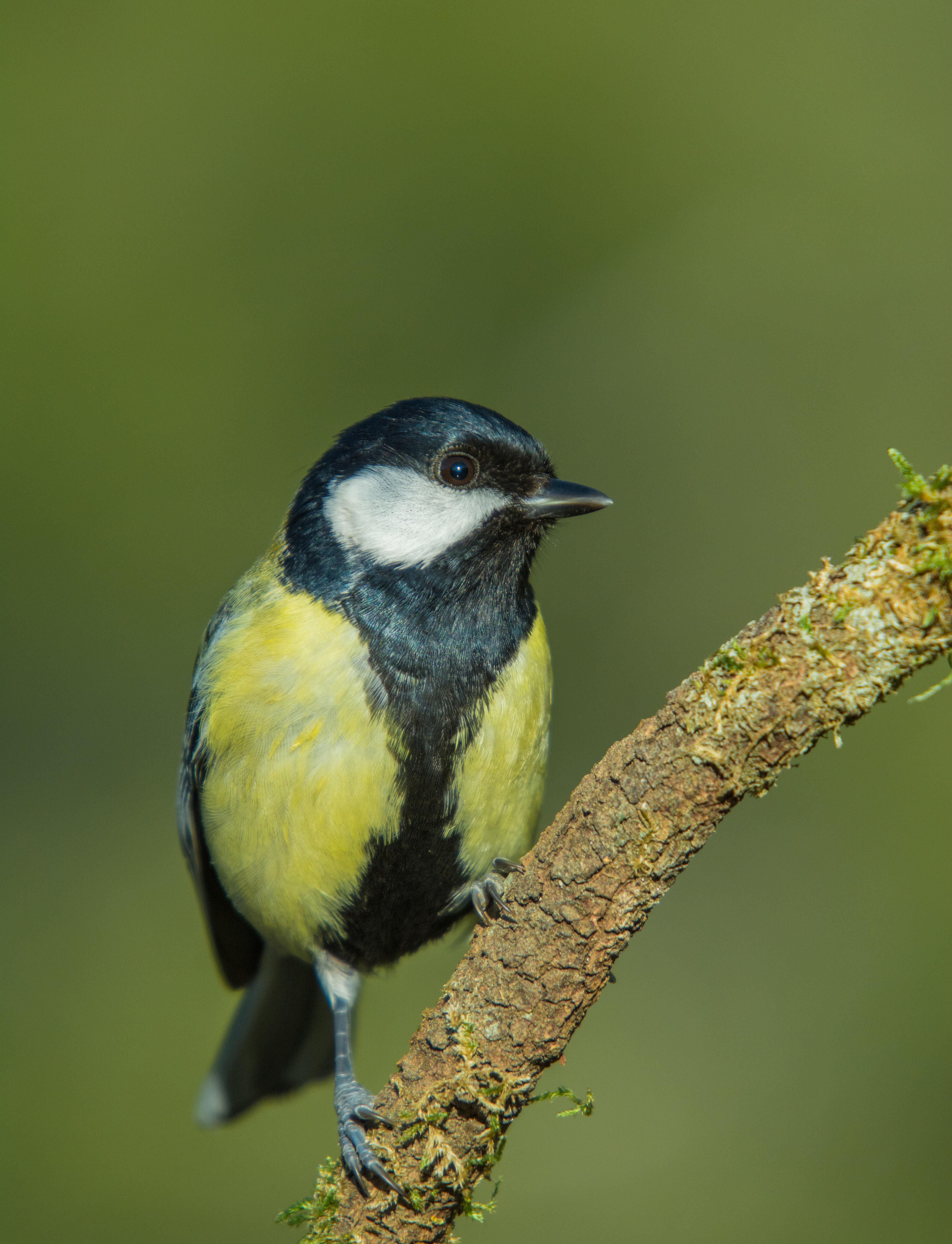 Mallerenga-carbonera-01-Parus-major-Foto-Alfons-Guma-3032-3.jpg