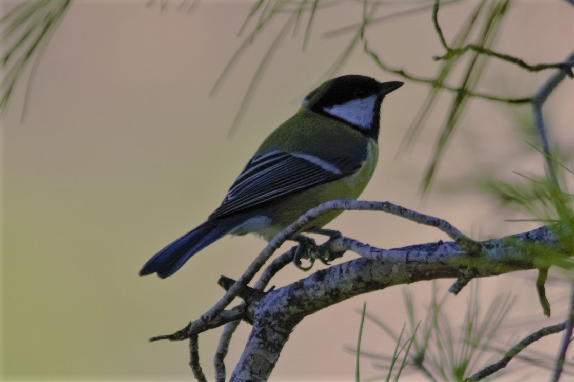 Mallerenga carbonera 04 (Parus major) Foto Xavi García.jpg