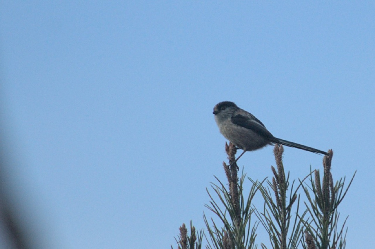 Mallerenga-cuallarga-01-Aegithalos-caudatus-01-Foto-Xavi-Garcia-3203-3.jpg