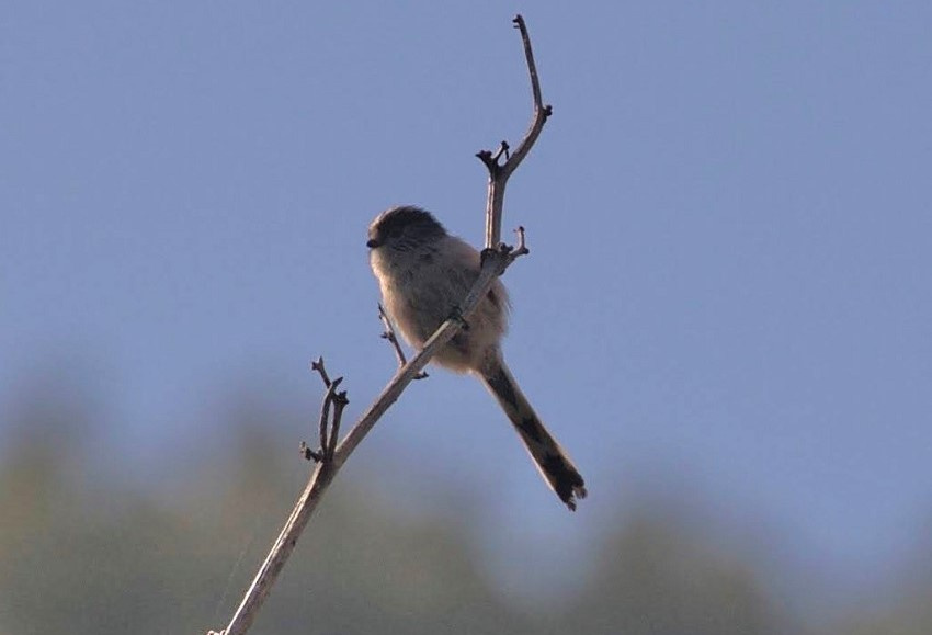 Mallerenga cuallarga 03 (Aegithalos caudatus) 03 Foto Xavi García.jpg