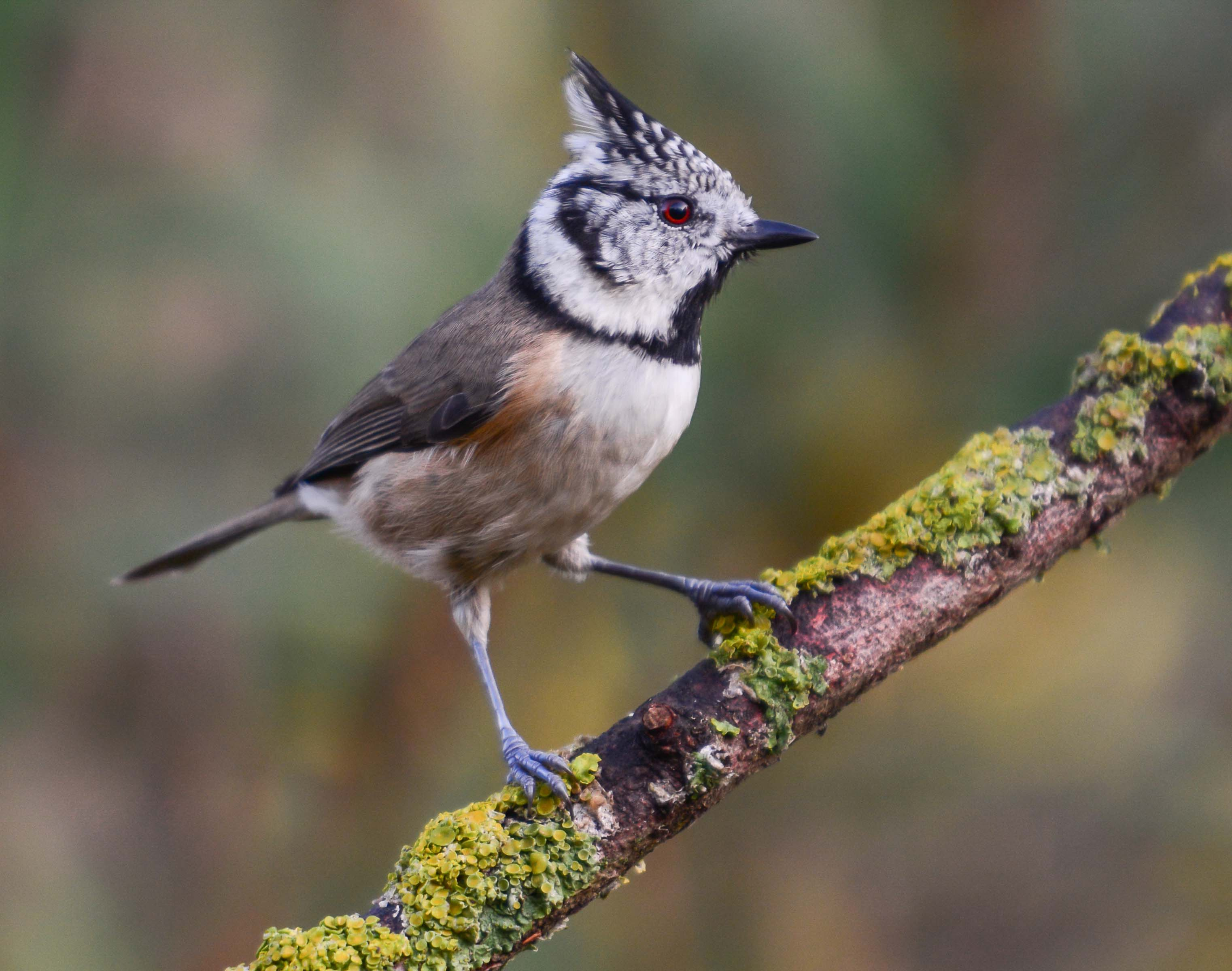 Mallerenga-emplomellada-01-Lophophanes-cristatus-Foto-Alfons-Guma-3033-3.jpg