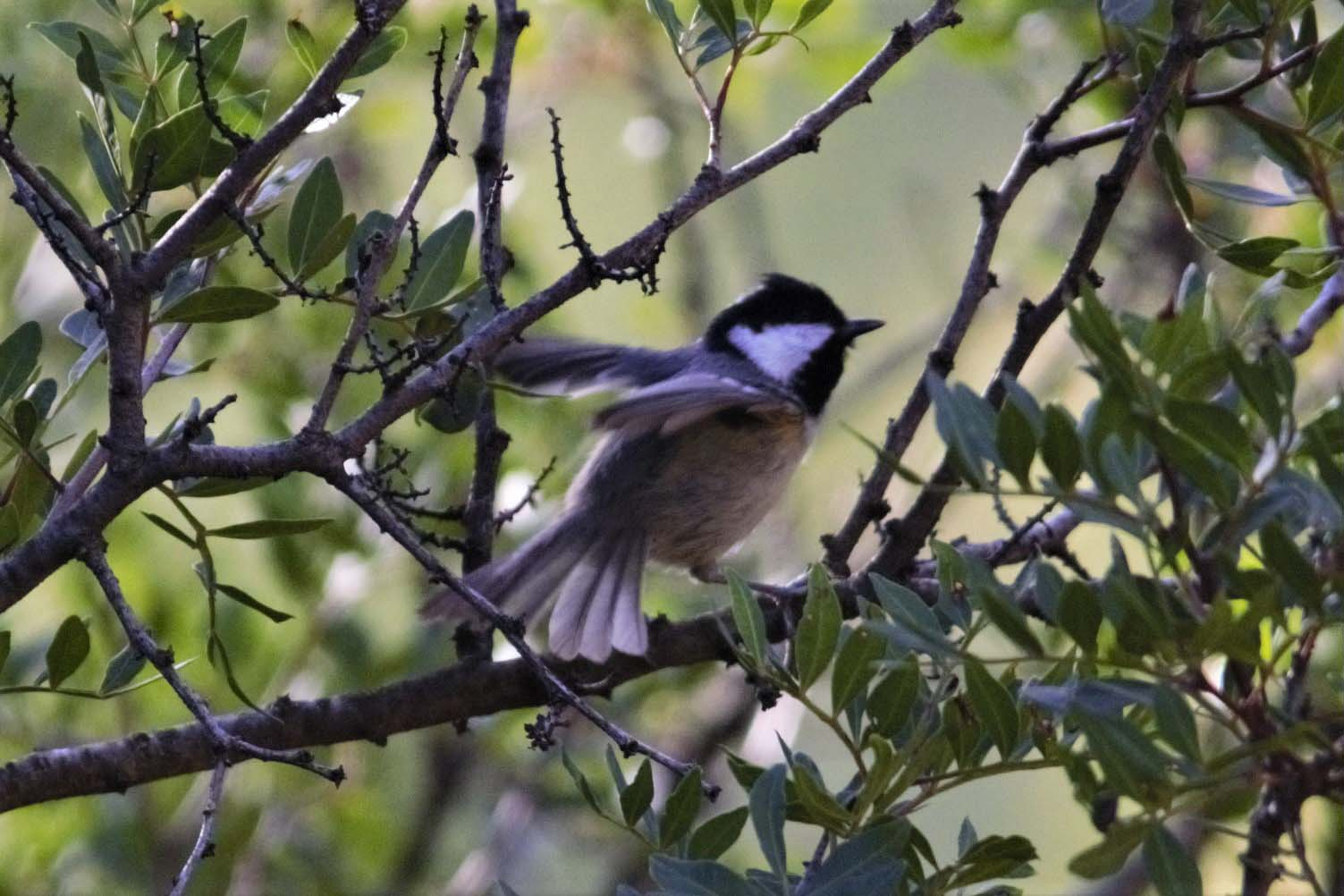 Mallerenga-petita-Periparus-ater-Foto-Xavi-Garcia-4200-3.jpg