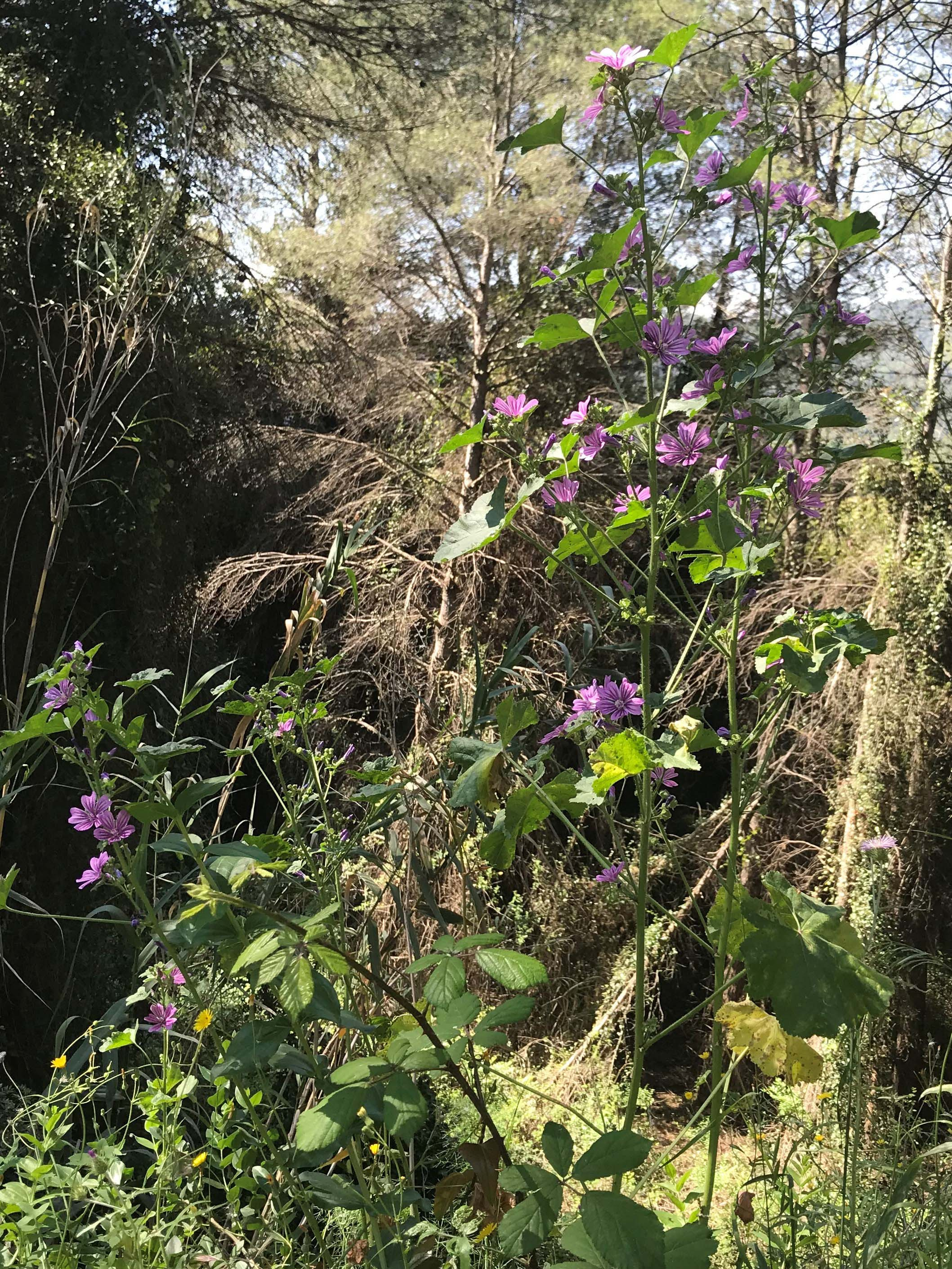 Malva-major-Malva-sylvestris-3313-3.JPG