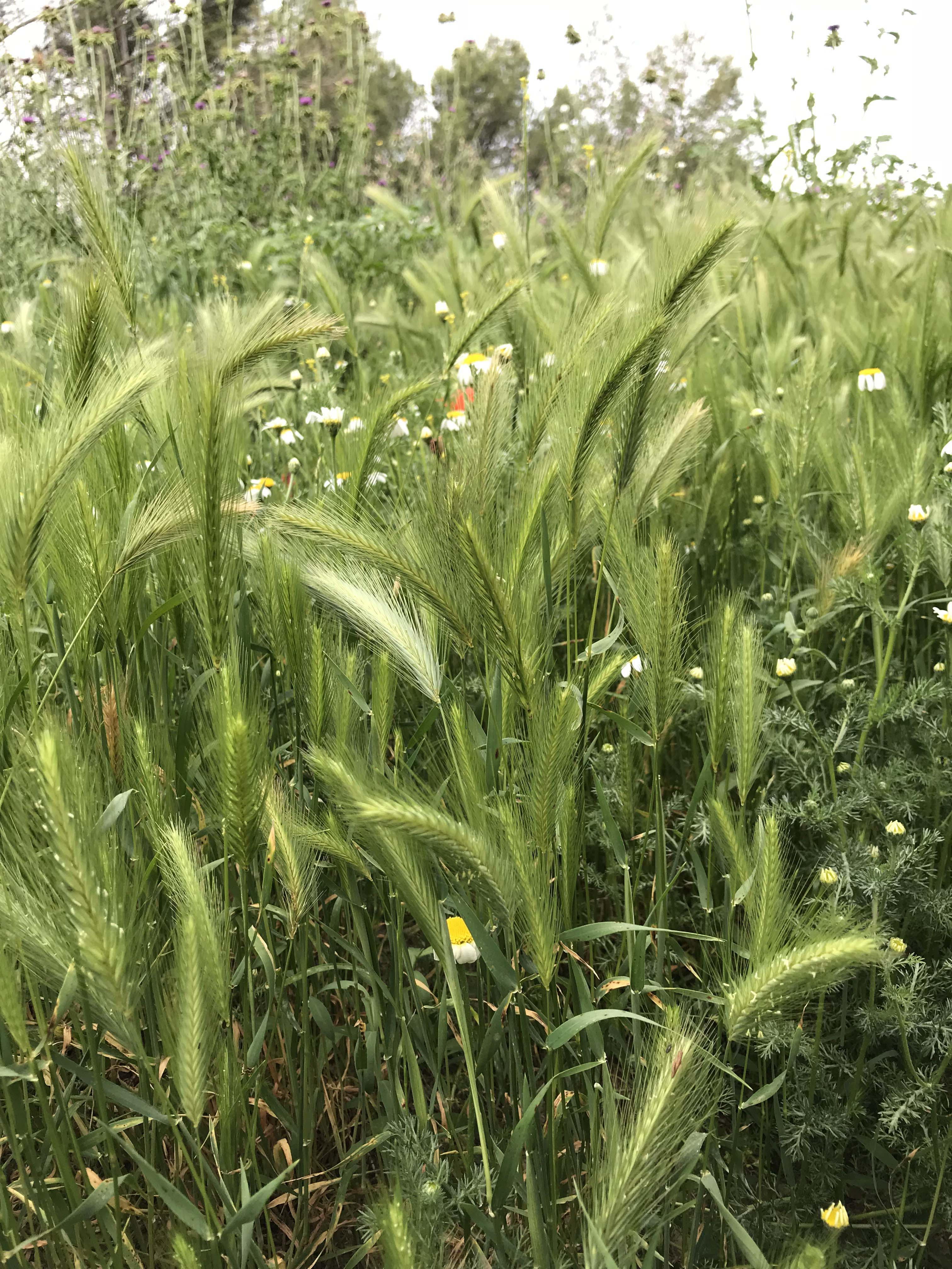 Margall-Hordeum-murinum-3314-3.JPG